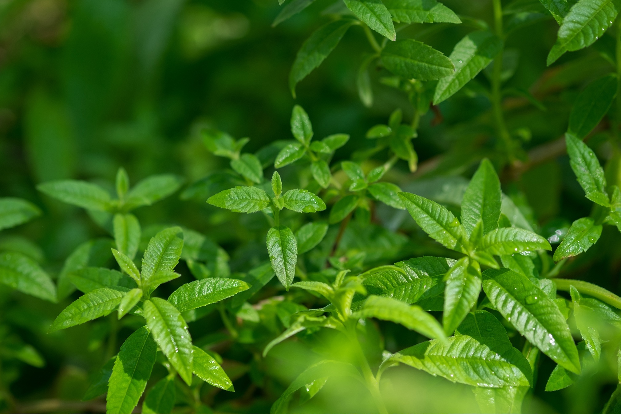 Lemon verbena floral water, Laboratoire du Haut Sgal, Skin toner, Natural fragrance, 2020x1350 HD Desktop