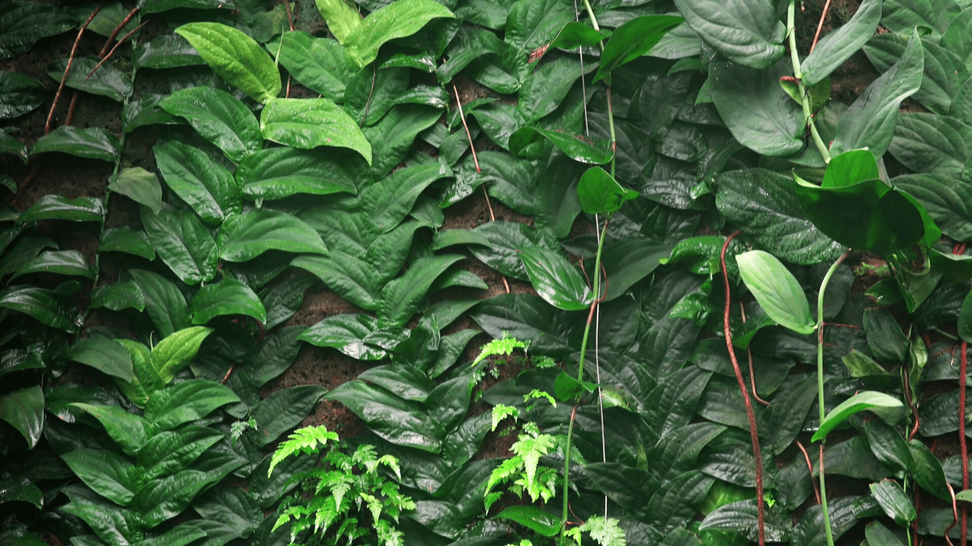 4K jungle wallpapers, Immerse into nature, Exquisite jungle, Enthralling visuals, 1920x1080 Full HD Desktop