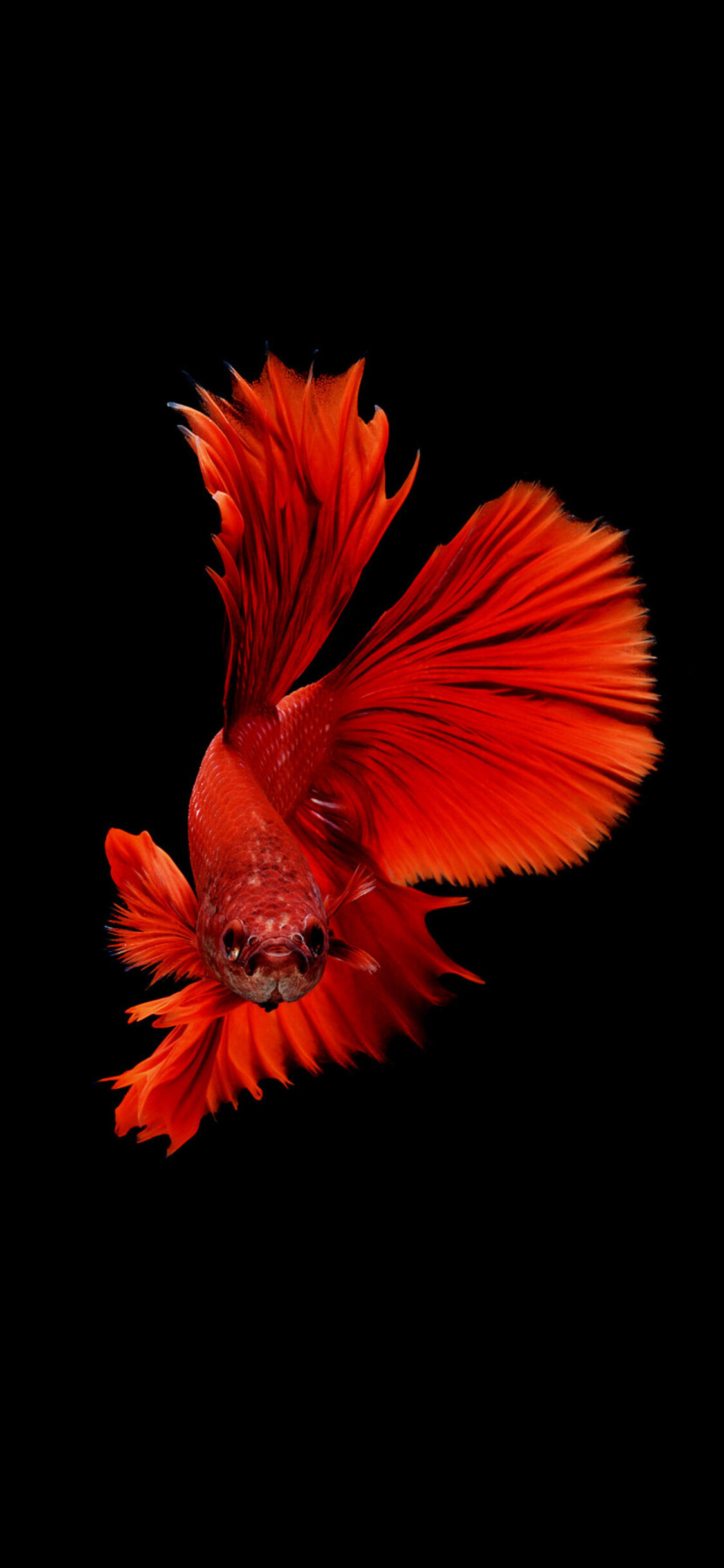 Betta fish iPhone wallpapers, Vibrant and striking, HD and 4K quality, Perfect for iOS devices, 1130x2440 HD Phone