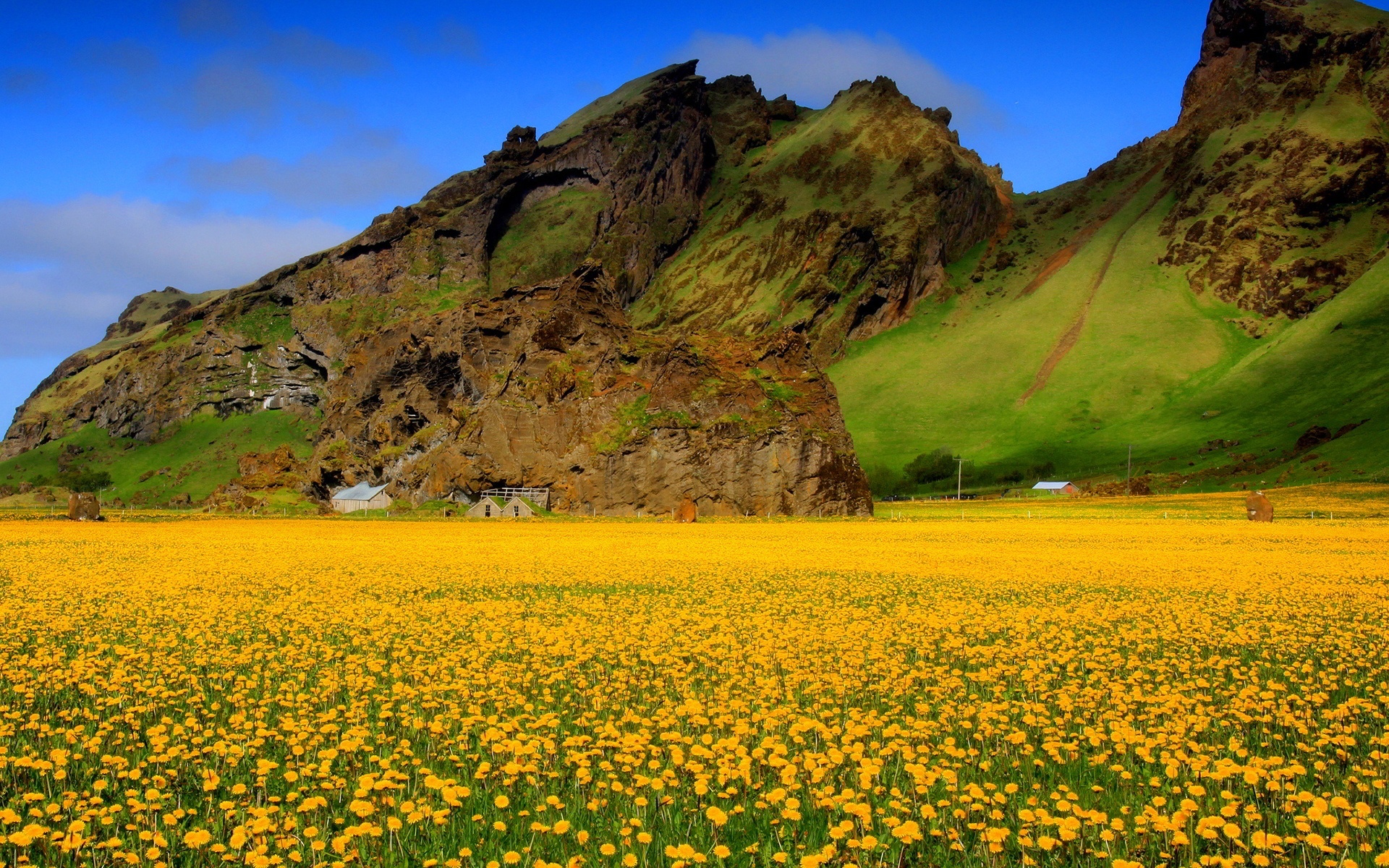 Yellow flower field, Bright and vibrant, Nature's canvas, Blossoming beauty, 1920x1200 HD Desktop