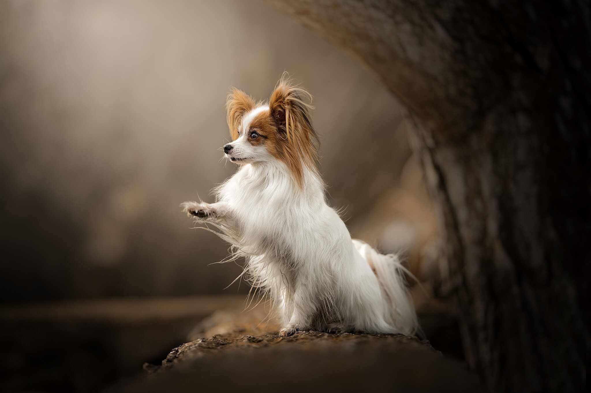 Papillon Dog, Beautiful canine, Elegant companion, Stunning portrait, 2050x1370 HD Desktop