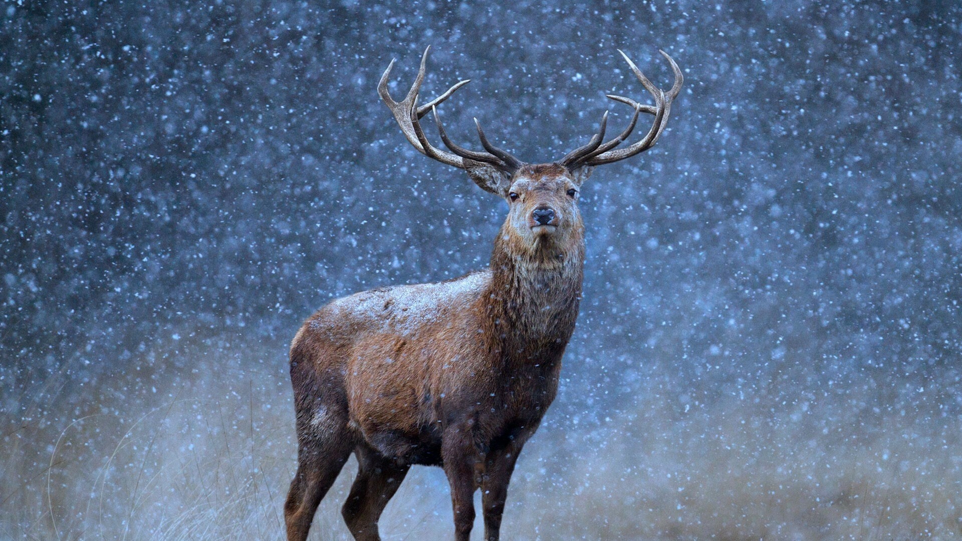 24 reindeer wallpapers, Variety of scenes, Majestic animals, Stunning beauty, 1920x1080 Full HD Desktop