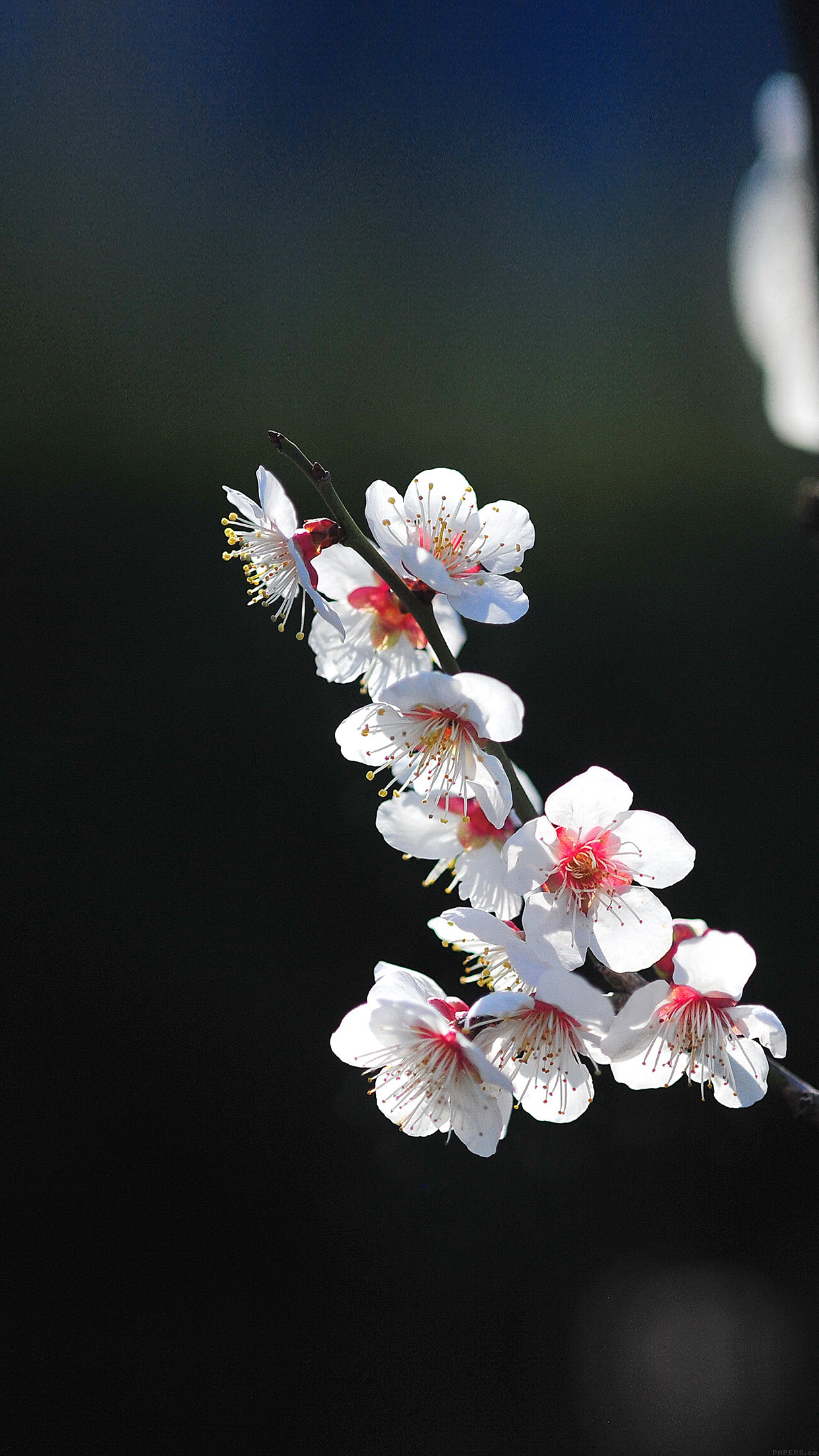 Japanese plum blossoms, Blooming ume branch, Dark minimalist background, HD Phone wallpaper