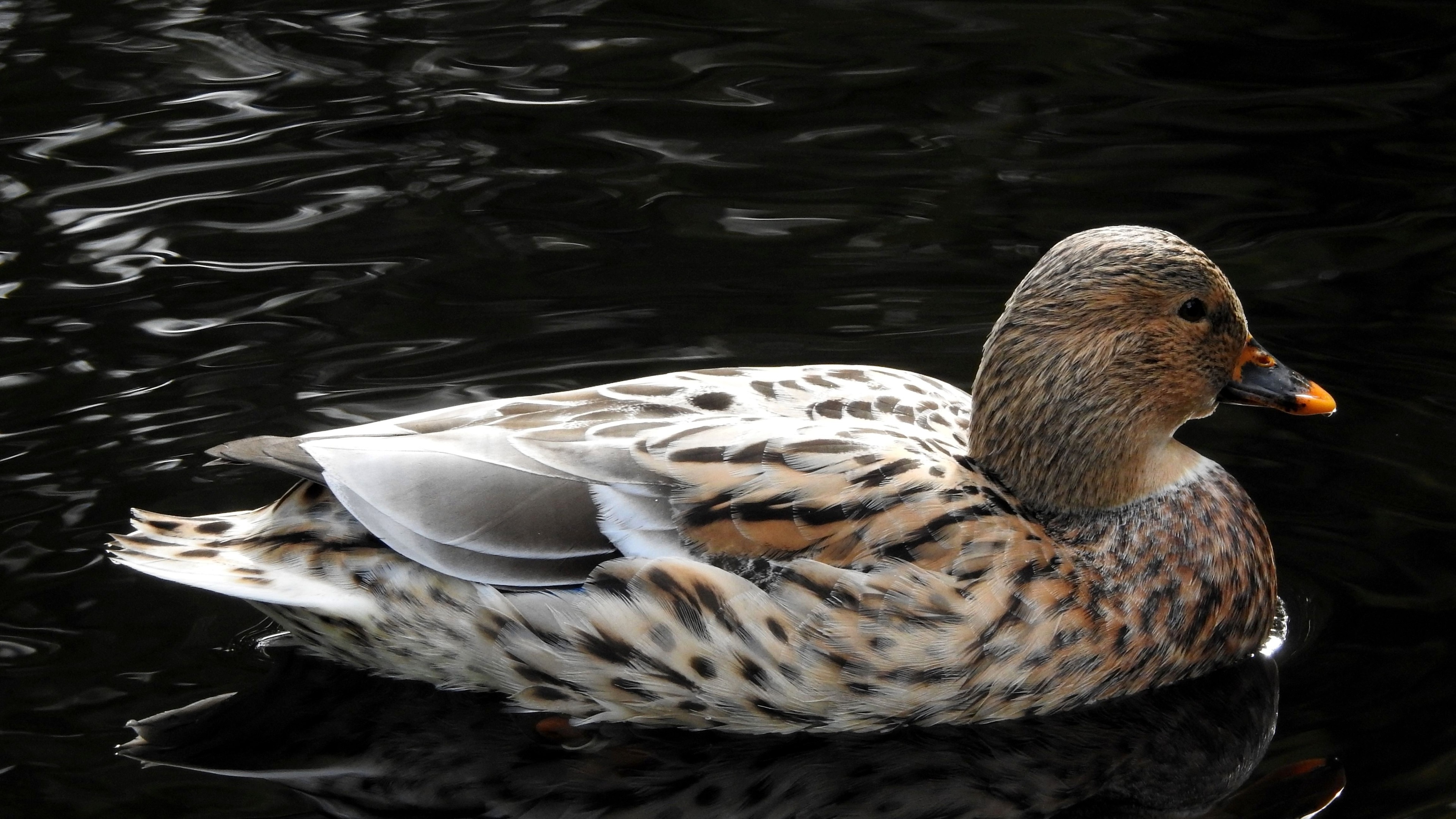 Welsh Harlequin, Ducks Wallpaper, 3840x2160 4K Desktop