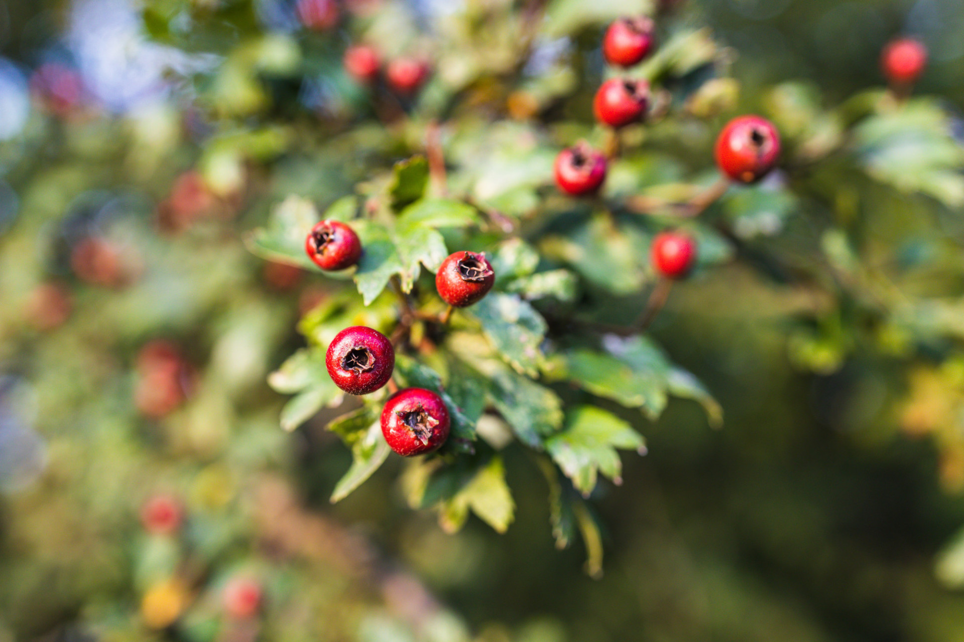 Hawthorn Tree, Motosha free stock photos, Nature, 1920x1280 HD Desktop