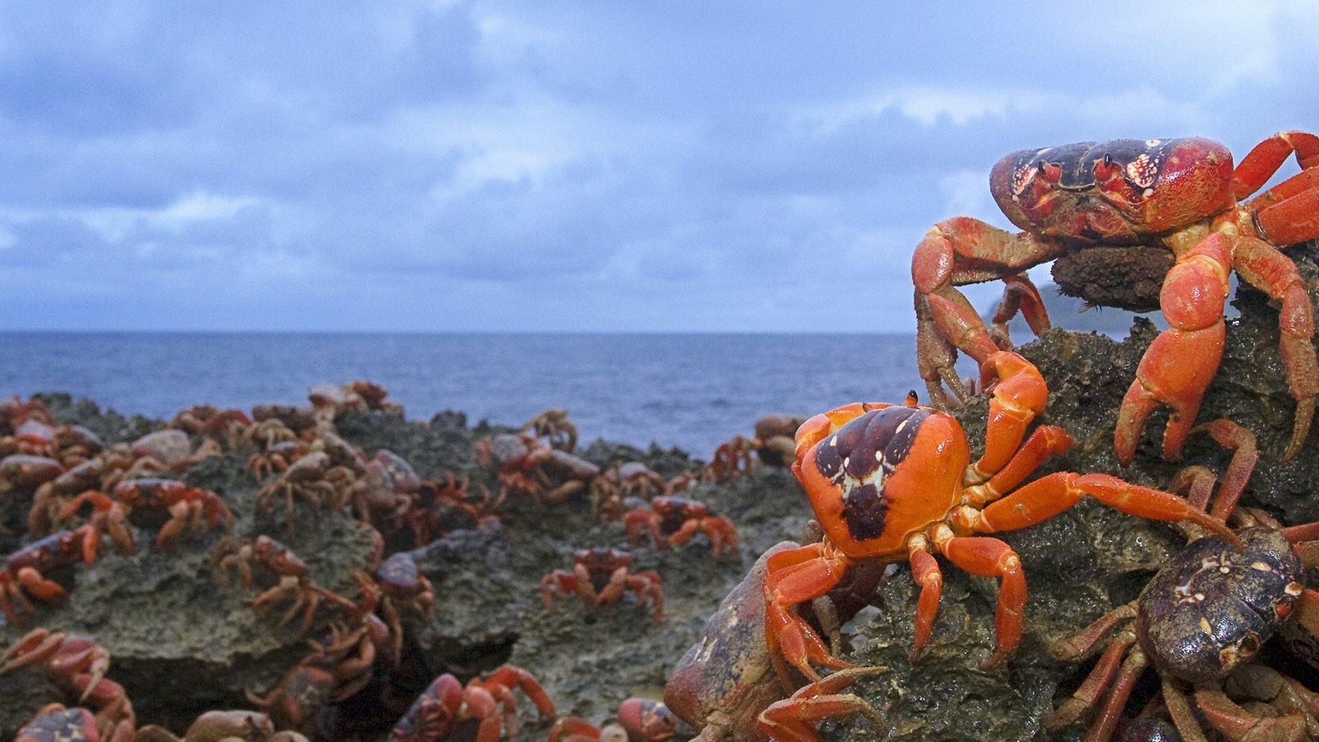 Beach crab wallpaper, Coastal charm, Seaside vibes, Nature's beauty, 1920x1080 Full HD Desktop