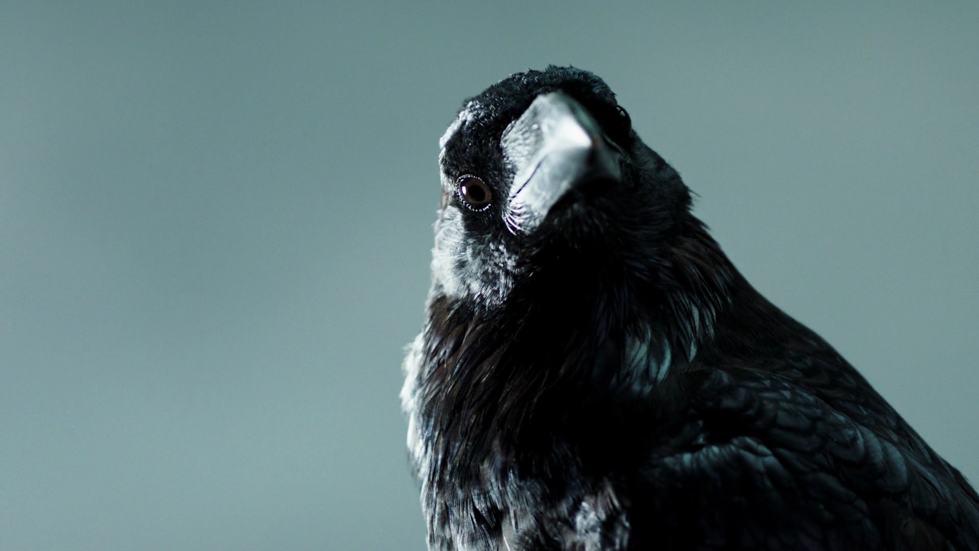 Raven, Vikings, Still, Rwallpapers, 1920x1080 Full HD Desktop