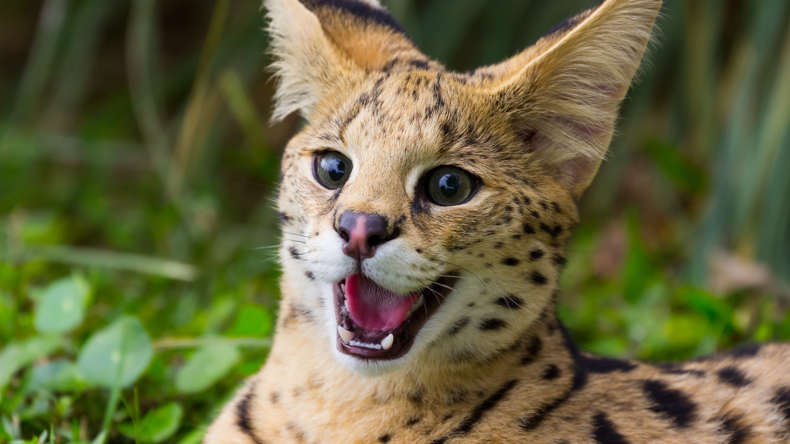 Ocelot, Geoffroy's felis geoffroyi, Nature's wonder, Green animals, 2560x1440 HD Desktop