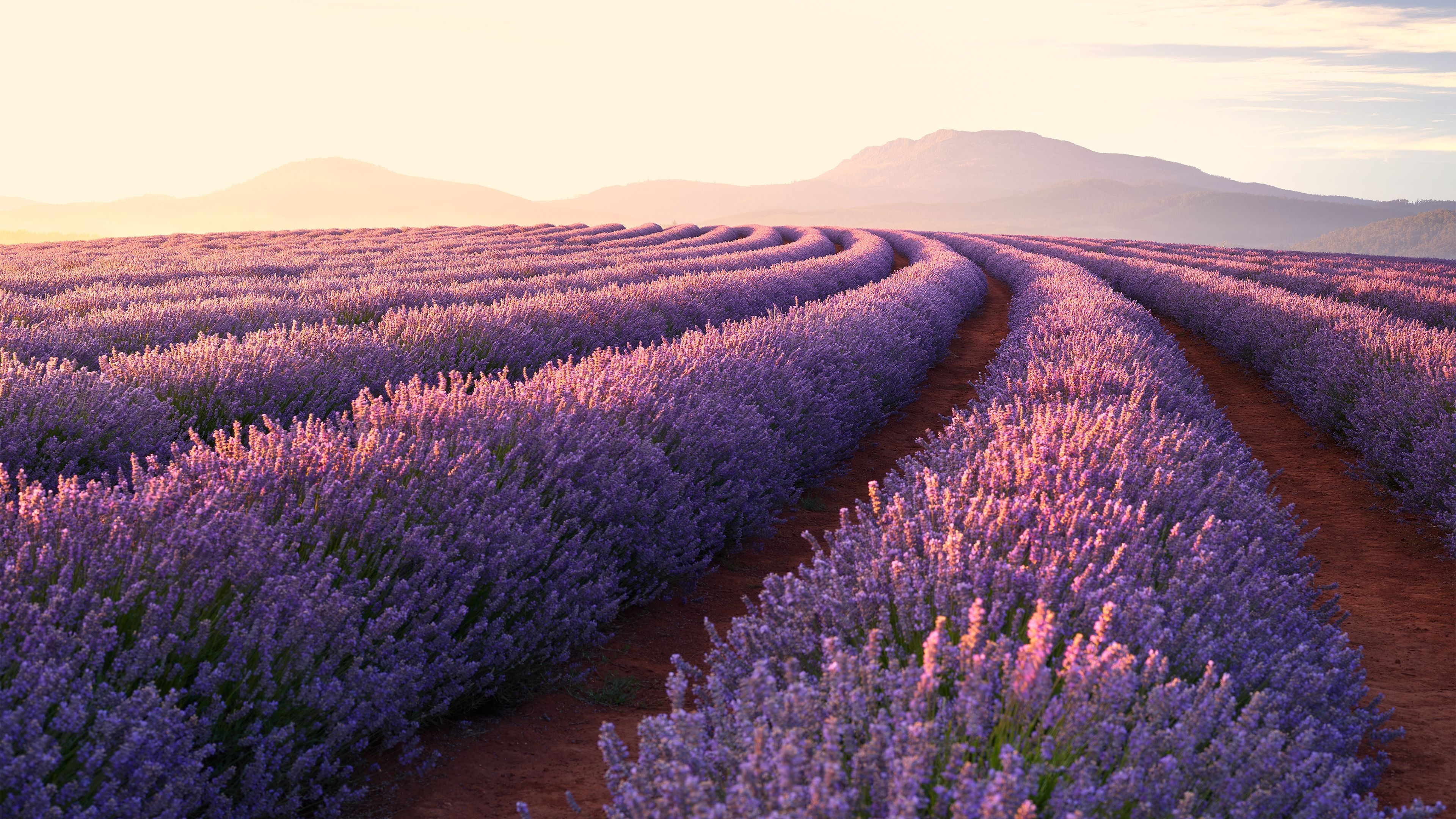 4K lavender wallpapers, Exquisite floral beauty, Lavender field, High definition, 3840x2160 4K Desktop