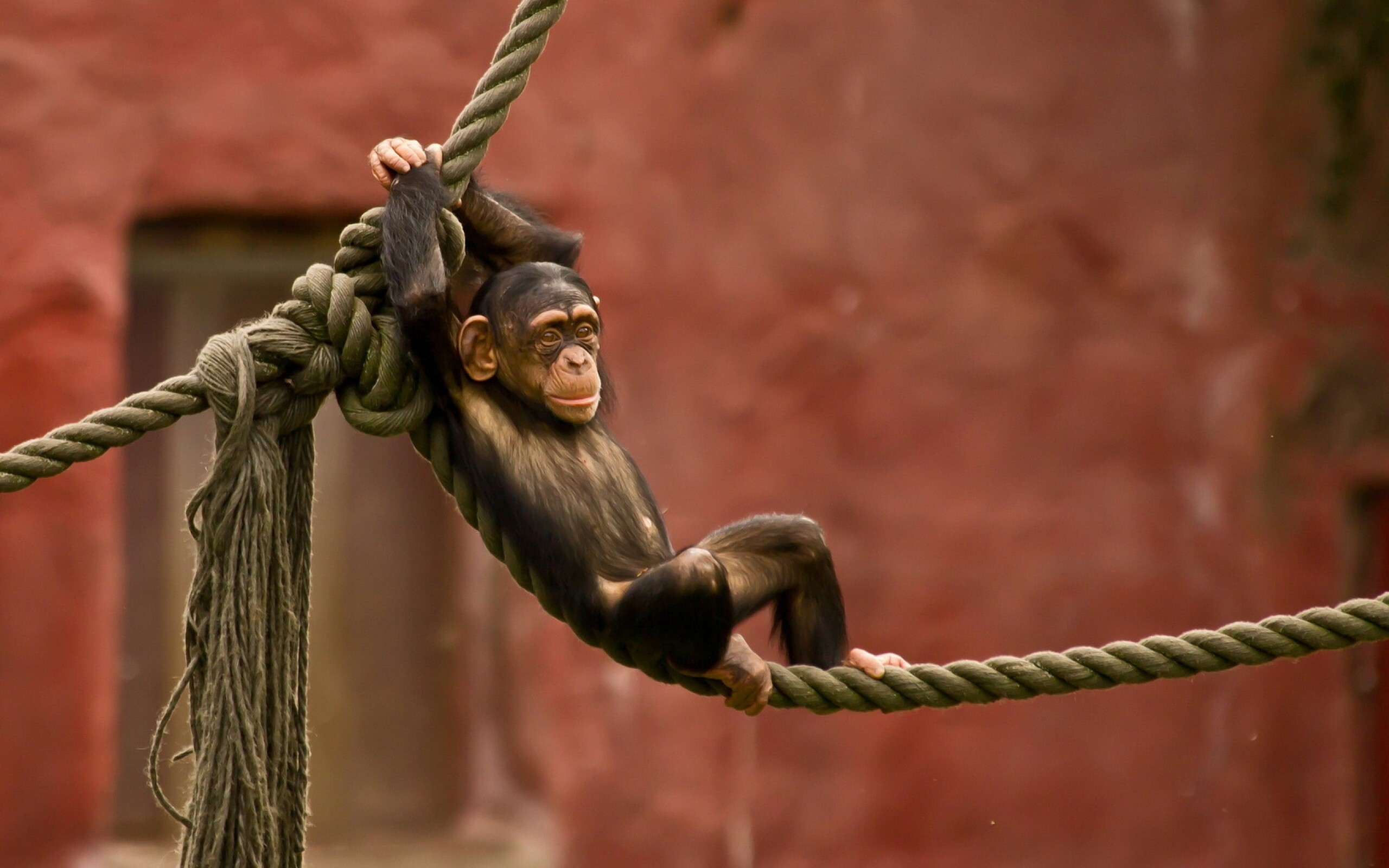 Chimpanzee, Apes Wallpaper, 2560x1600 HD Desktop