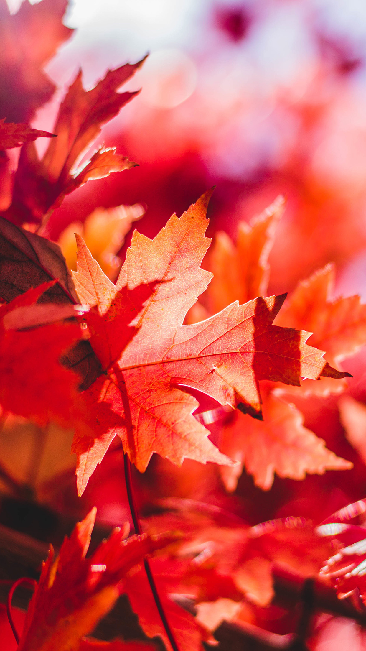 Nature's bounty, Vibrant red, Autumn glory, Floating leaf, 1250x2210 HD Phone