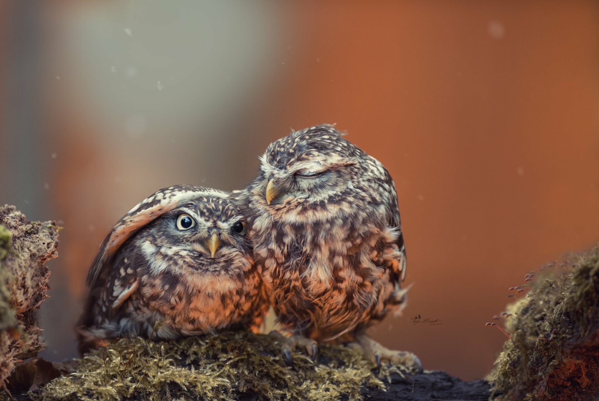 Сhicks, Owls Wallpaper, 1920x1290 HD Desktop