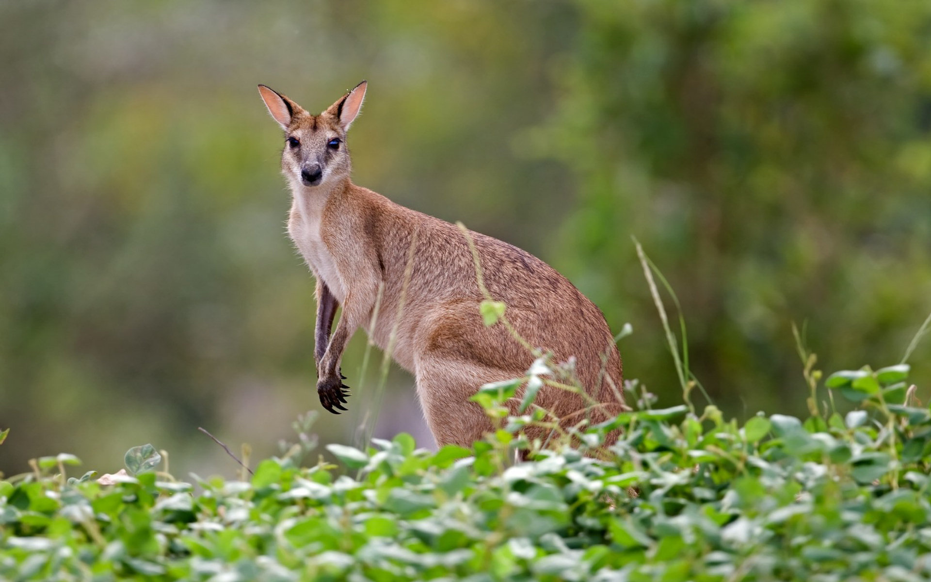 Agile wallaby, Kangaroos Wallpaper, 1920x1200 HD Desktop