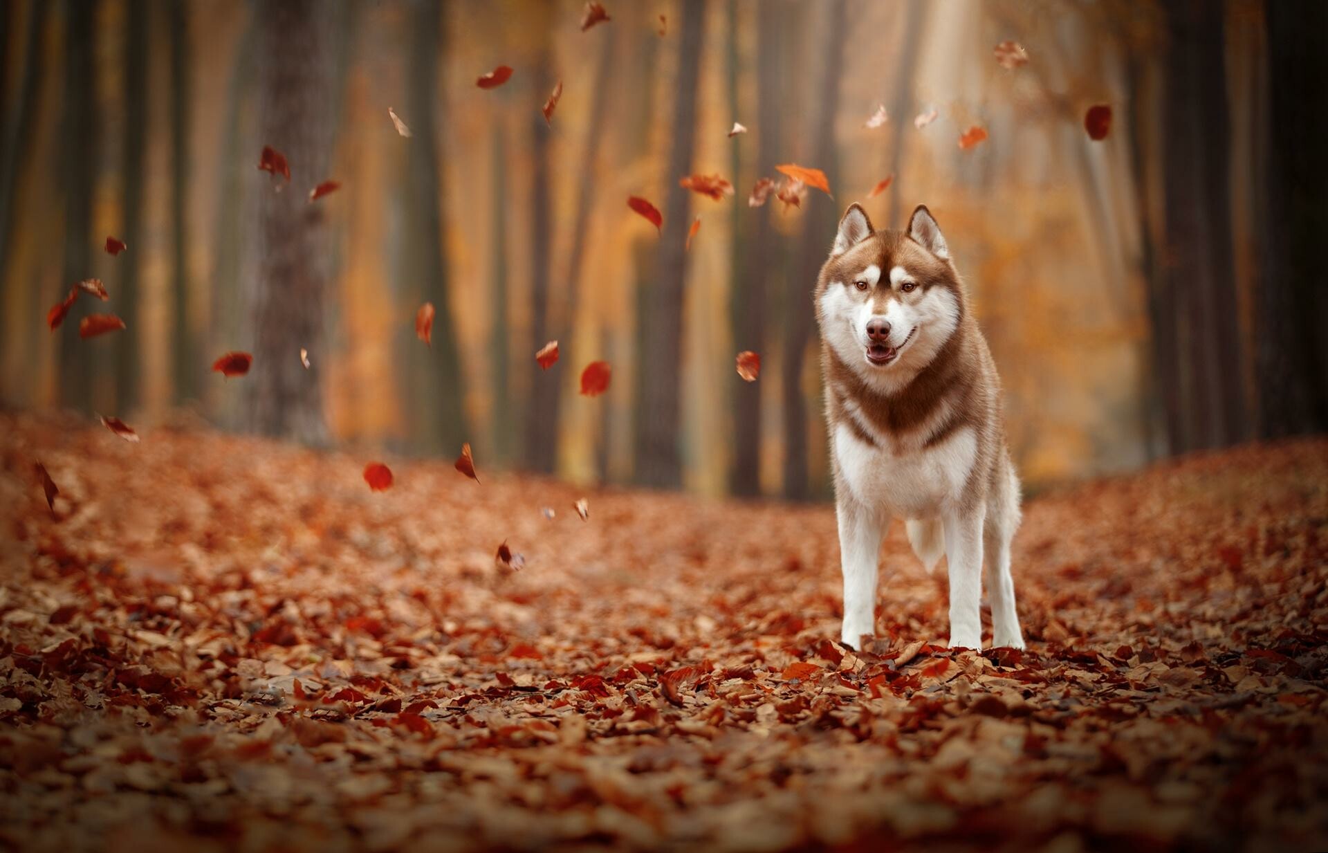 Brown Husky breed, Energetic demeanor, Furry friend, Striking coat, 1920x1240 HD Desktop