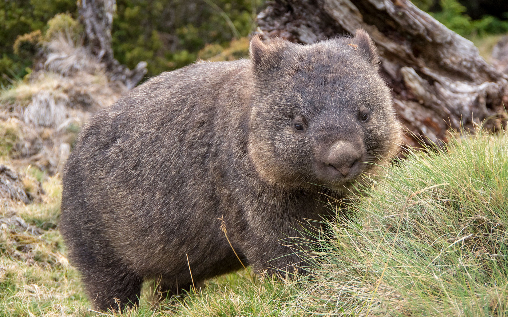 Australian marsupials, Wildlife wallpapers, High-quality pictures, HD images, 1920x1200 HD Desktop