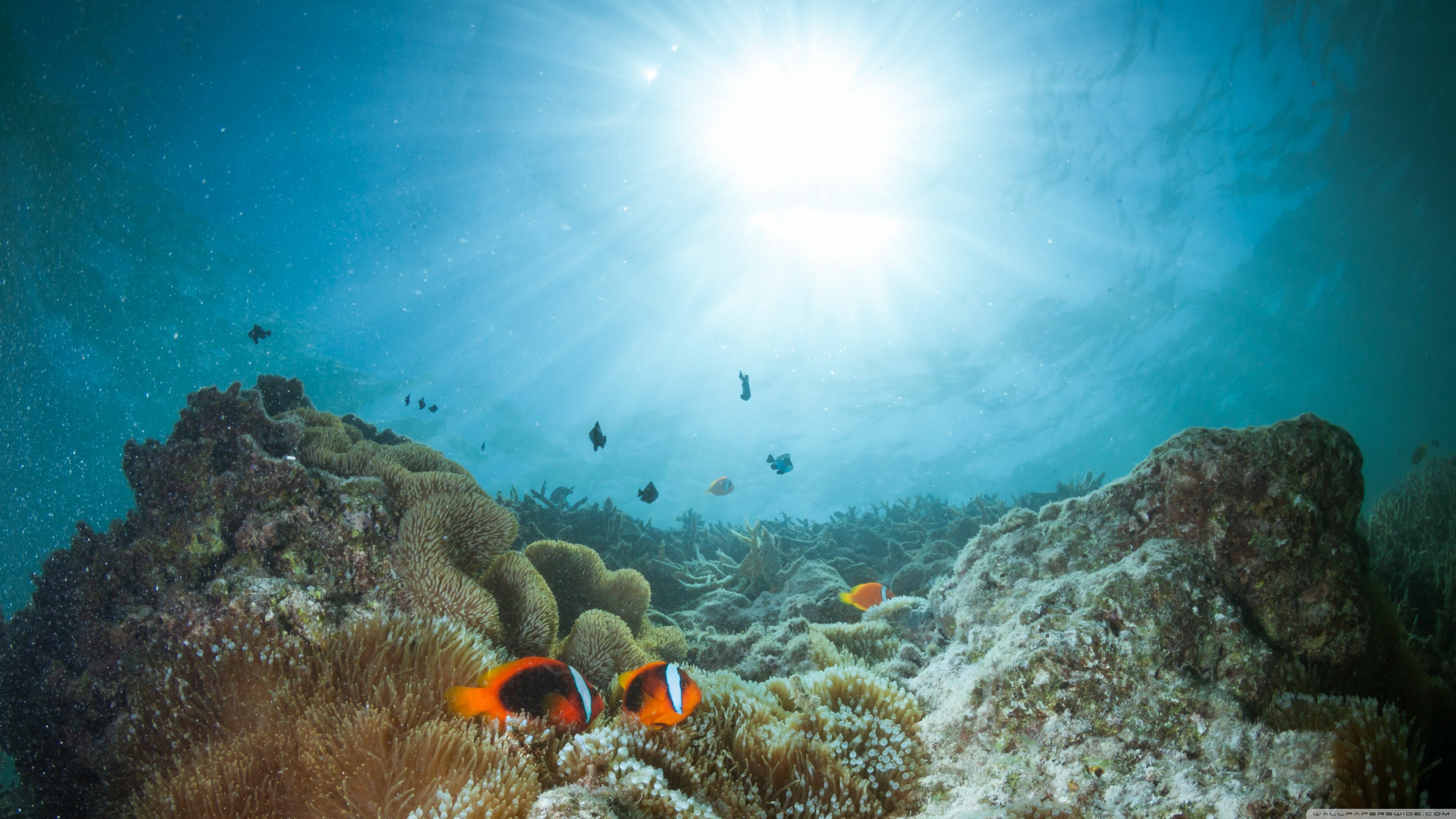 Sunshine, Great Barrier Reef Wallpaper, 3840x2160 4K Desktop