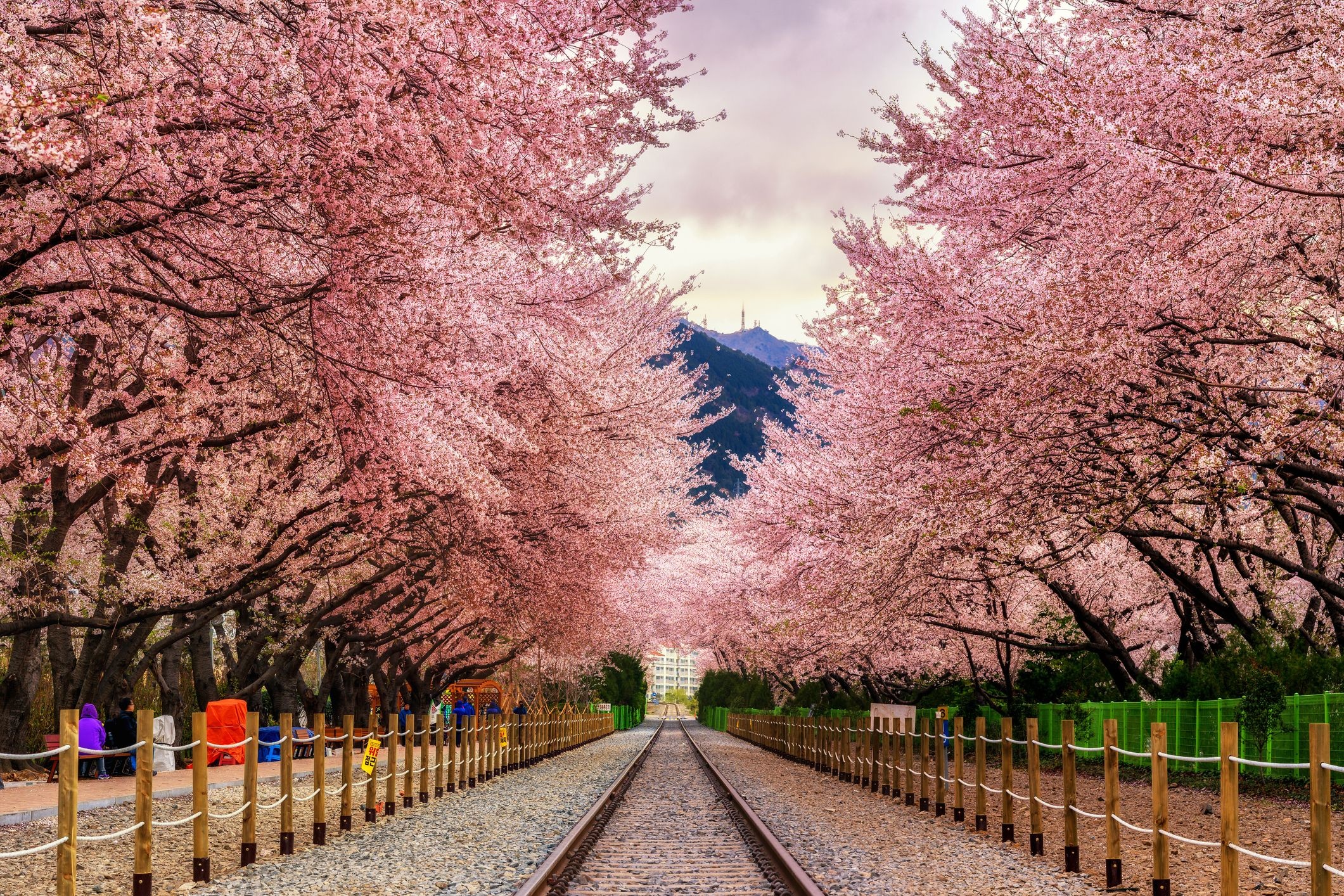 Gyeonghwa Station railway, Blooming cherry blossom canopy, Jinhae cherry blossoms, HD Desktop wallpaper