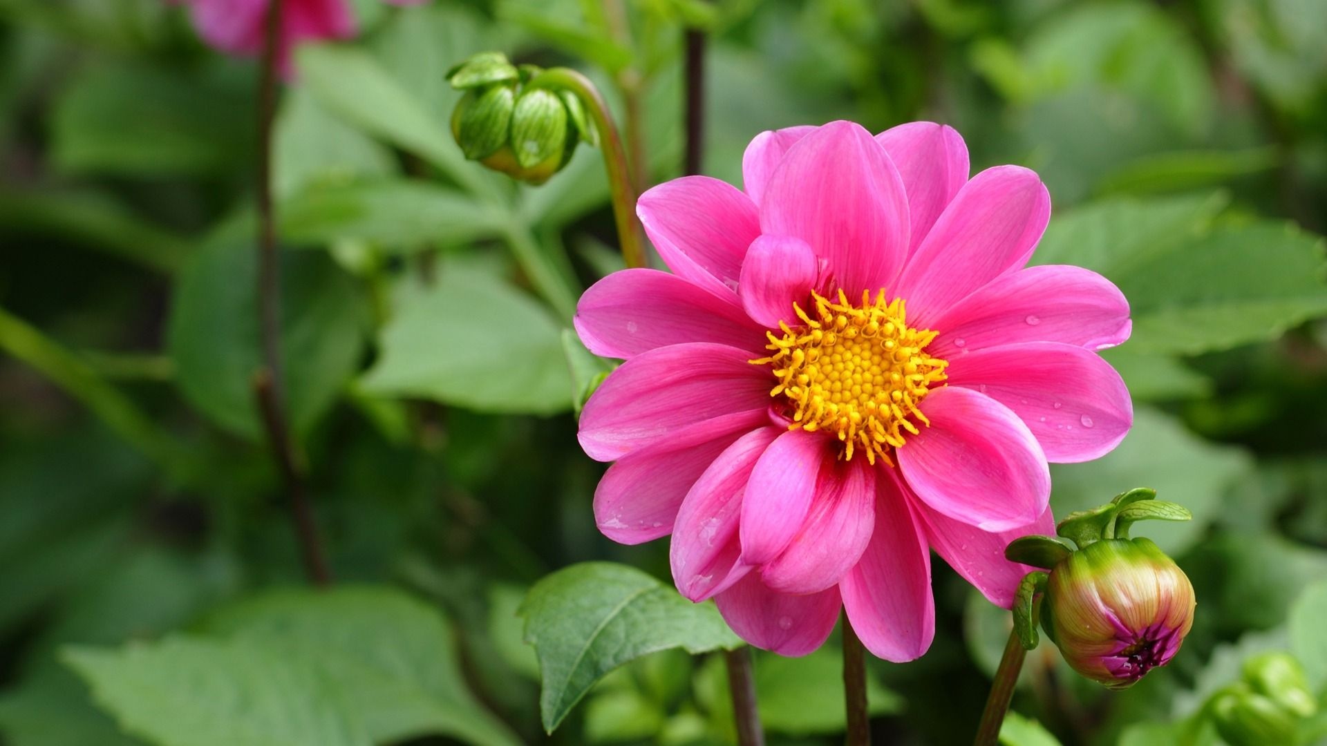 Pink dahlia flower, Unopened dahlia buds, Lush green foliage, Full HD Desktop wallpaper