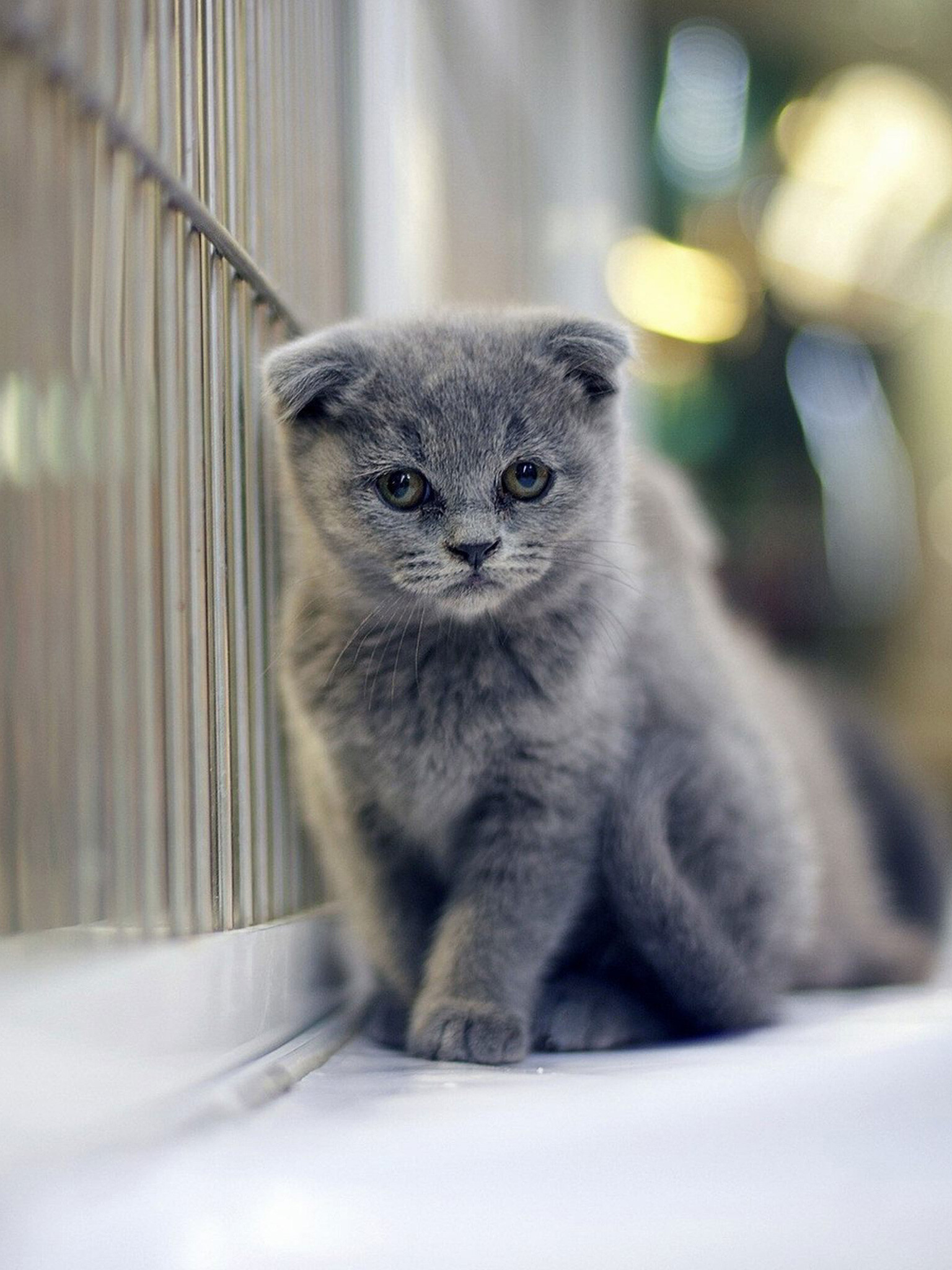 Scottish Fold, Cute sitting cat, Blue eyes, HD wallpaper, 1540x2050 HD Phone