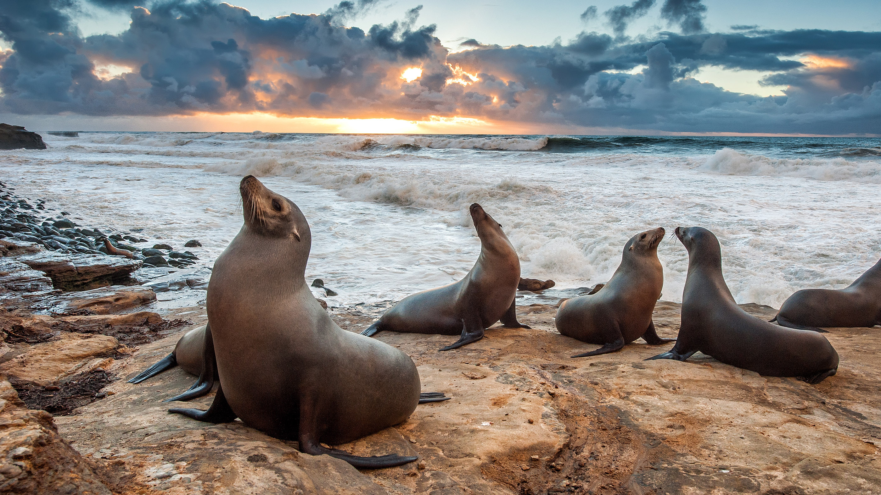 Decapitated sea lions, Vancouver Island mystery, 2800x1580 HD Desktop