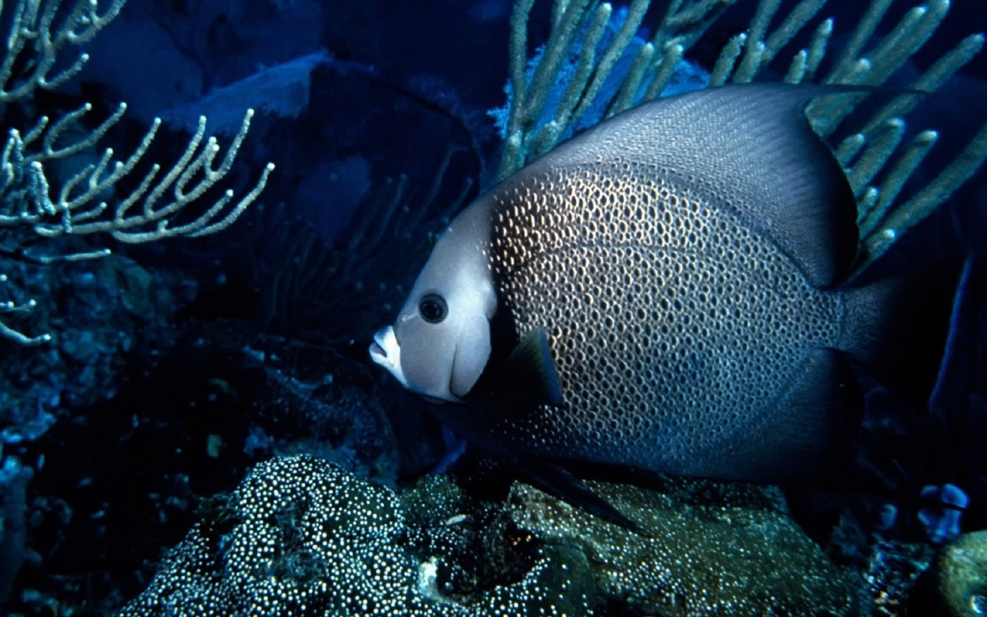 Angelfish, Animal Wallpapers, Bicolor, 24277, 1920x1200 HD Desktop