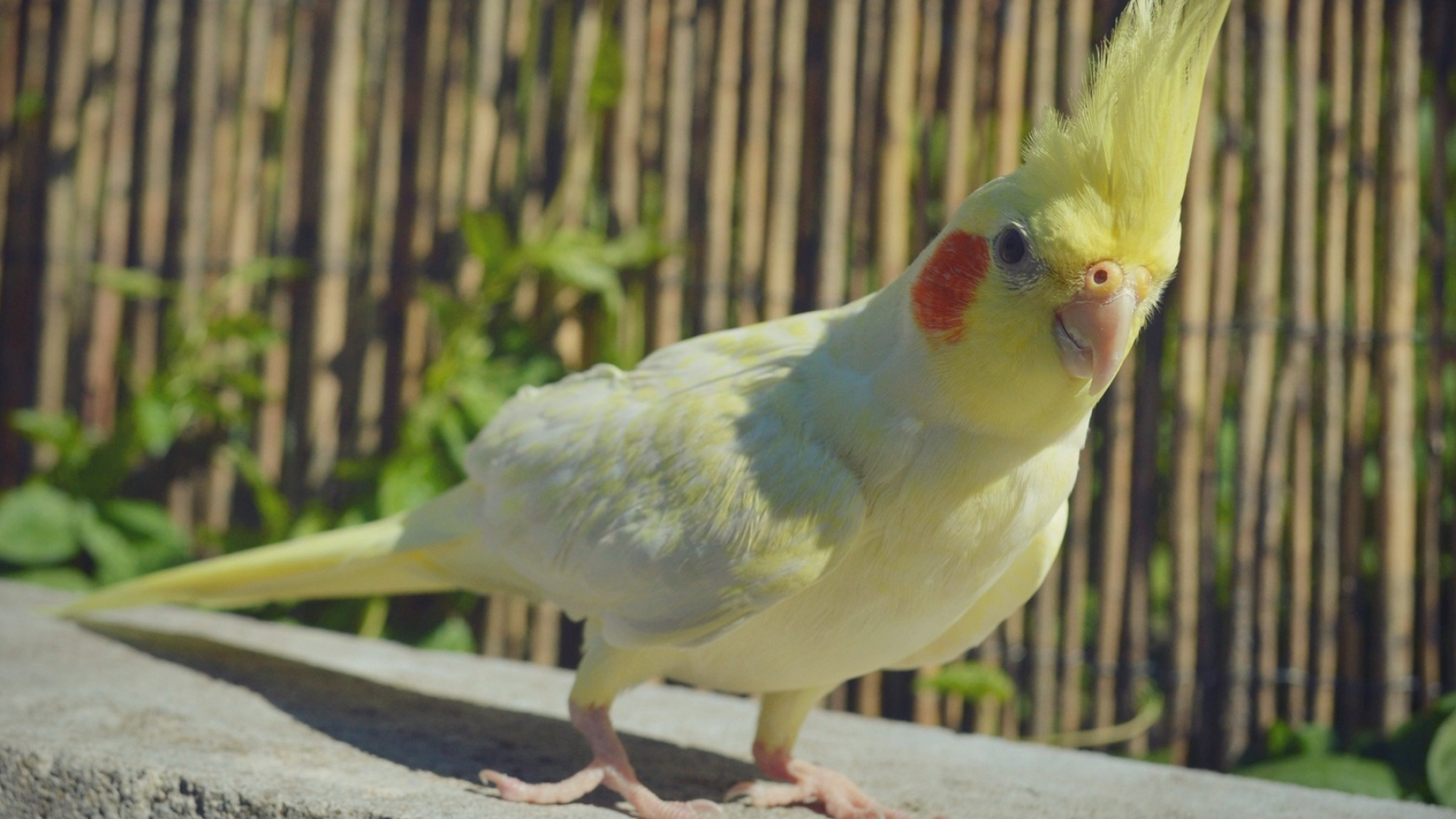 Yellow and white cockatiel, Beautiful bird wallpapers, Feathered companions, Striking colors, 1920x1080 Full HD Desktop