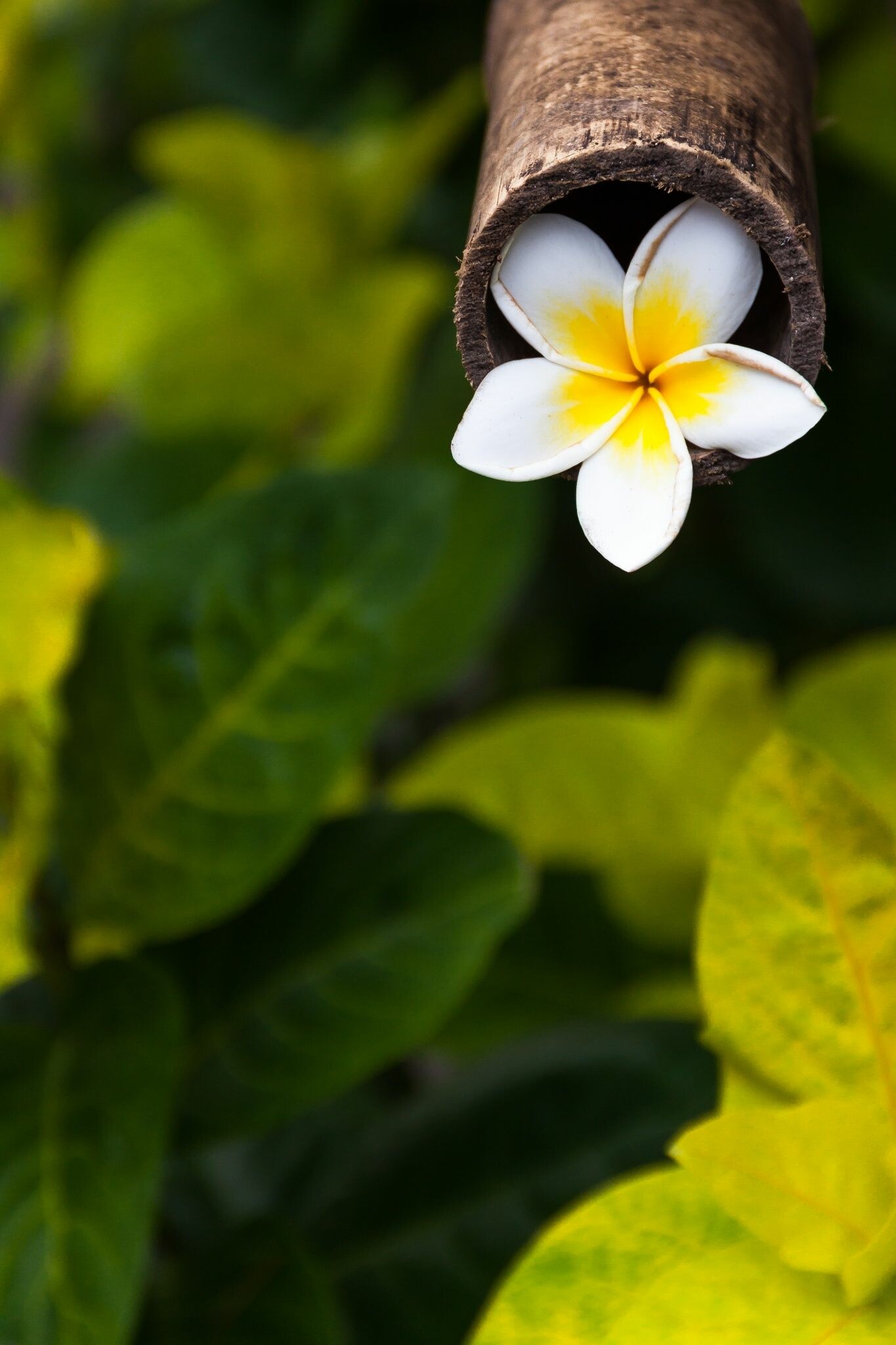 Frangipani in bamboo, Beauty in simplicity, Stunning flower pot, Nature's elegance, 1370x2050 HD Phone
