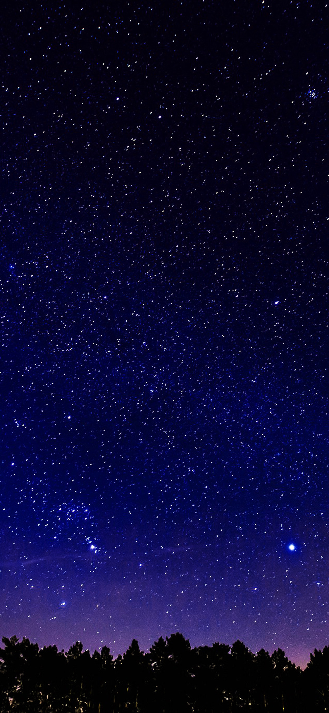 Orion constellation, pine forest silhouette, deep blue starry sky, HD Phone wallpaper