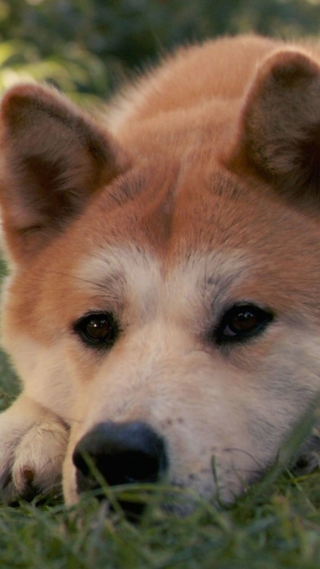 Close-up, Hachi: A Dog's Tale Wallpaper, 1080x1920 Full HD Phone