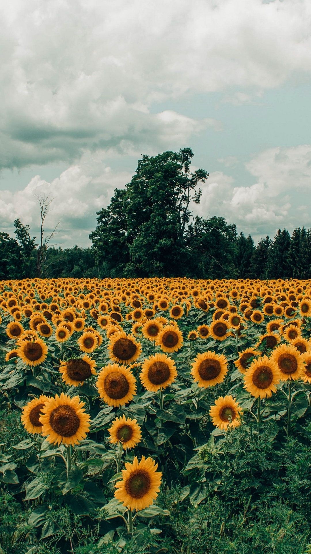 Yellow field, Sunflower beauty, 1080x1920 Full HD Phone