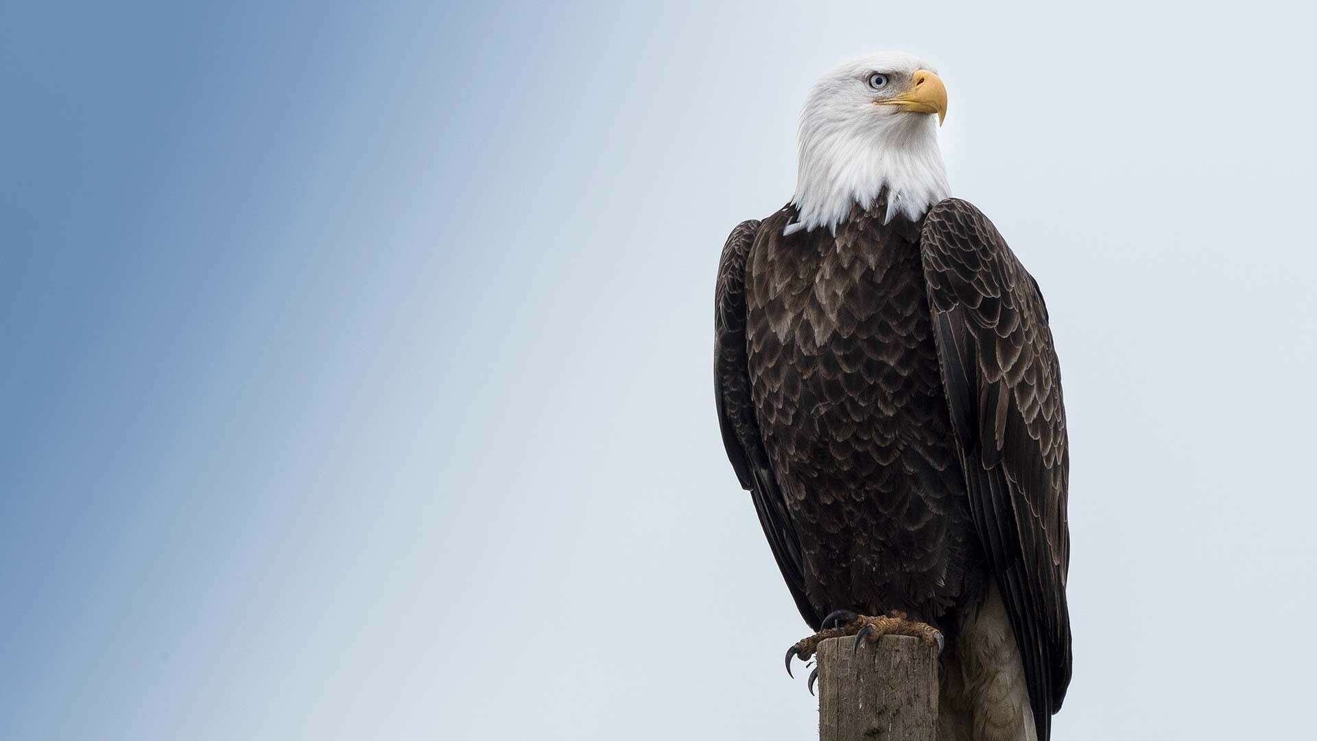 Eagle wallpapers, Majestic bird, Stunning visuals, High-definition backgrounds, 1920x1080 Full HD Desktop