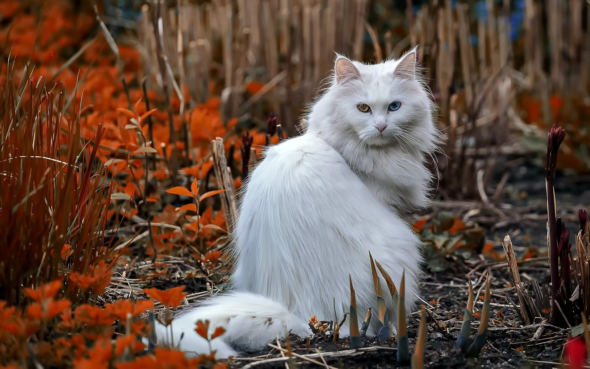 Odd-eyed, Maine Coon Wallpaper, 1920x1200 HD Desktop