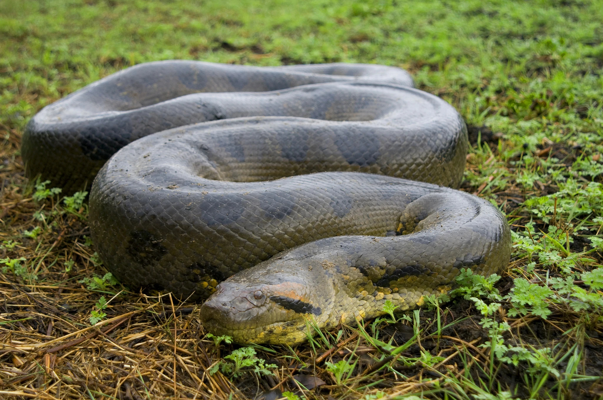 Anaconda, Green anaconda, Naturerules1 wiki, 2050x1370 HD Desktop