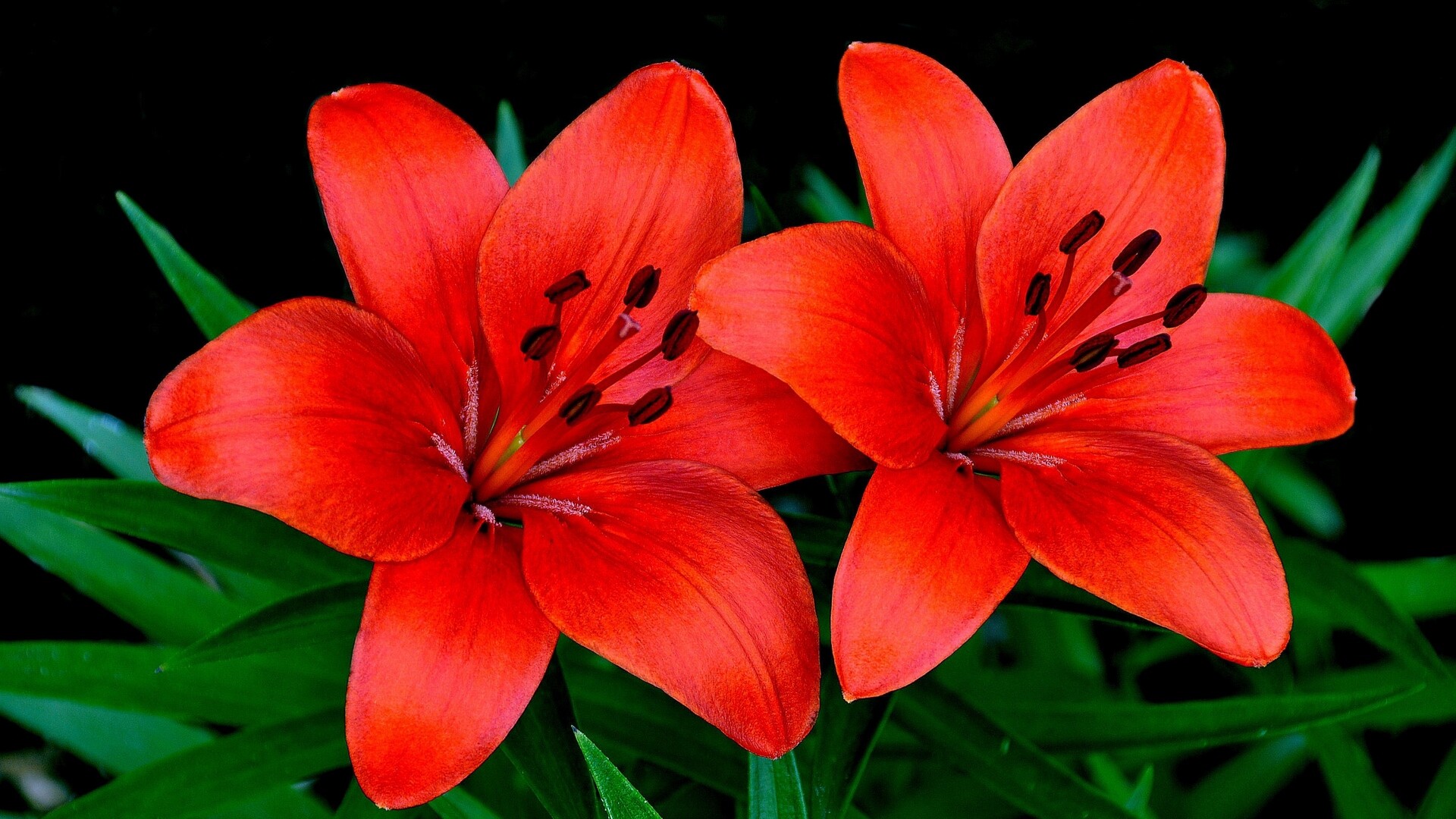 Red lilies flowers, Couples' wallpaper, Free HQ, Vibrant and passionate, 1920x1080 Full HD Desktop