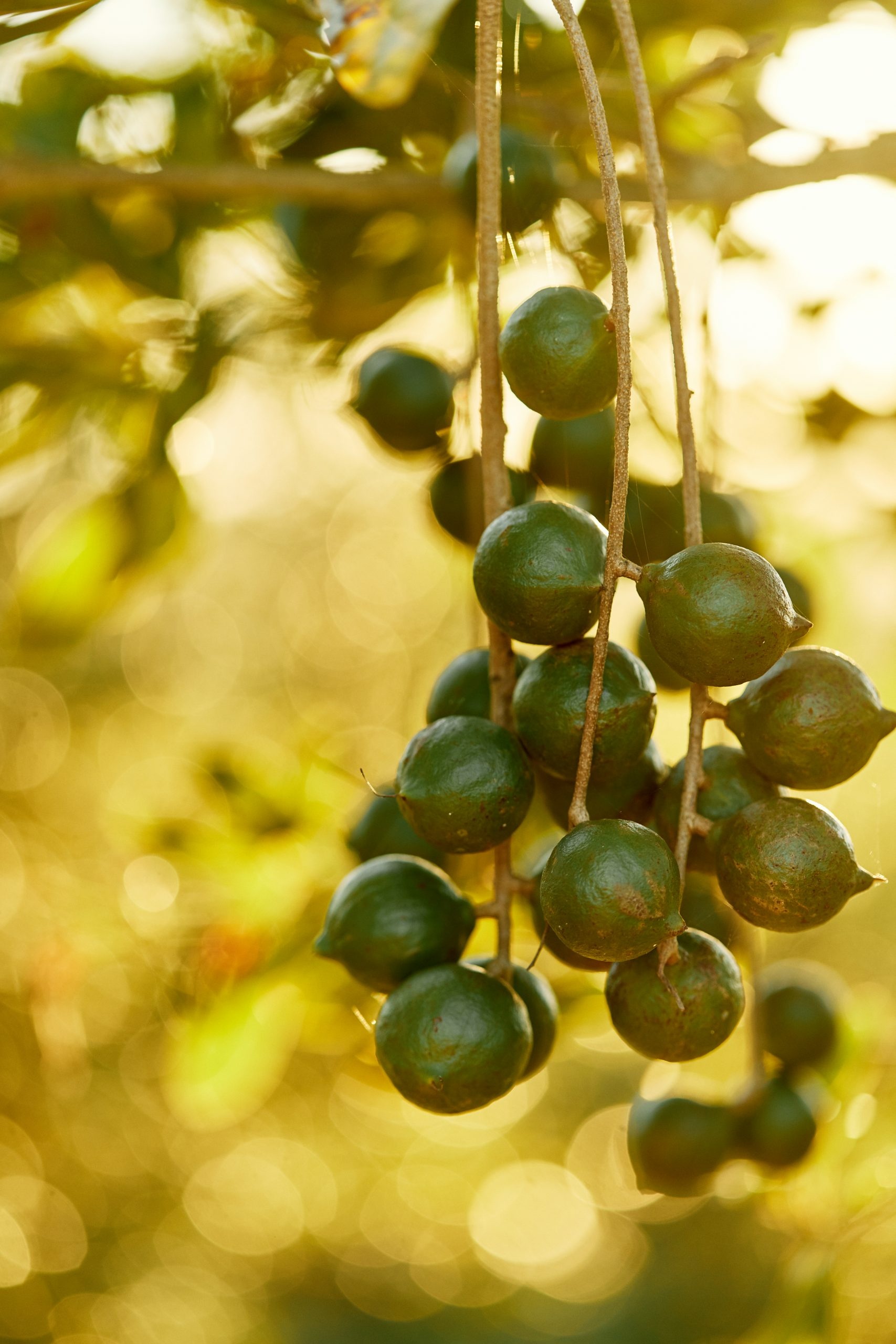 Macadamias, Grow your own, Macadamia tree, Australian Macadamias, 1710x2560 HD Phone