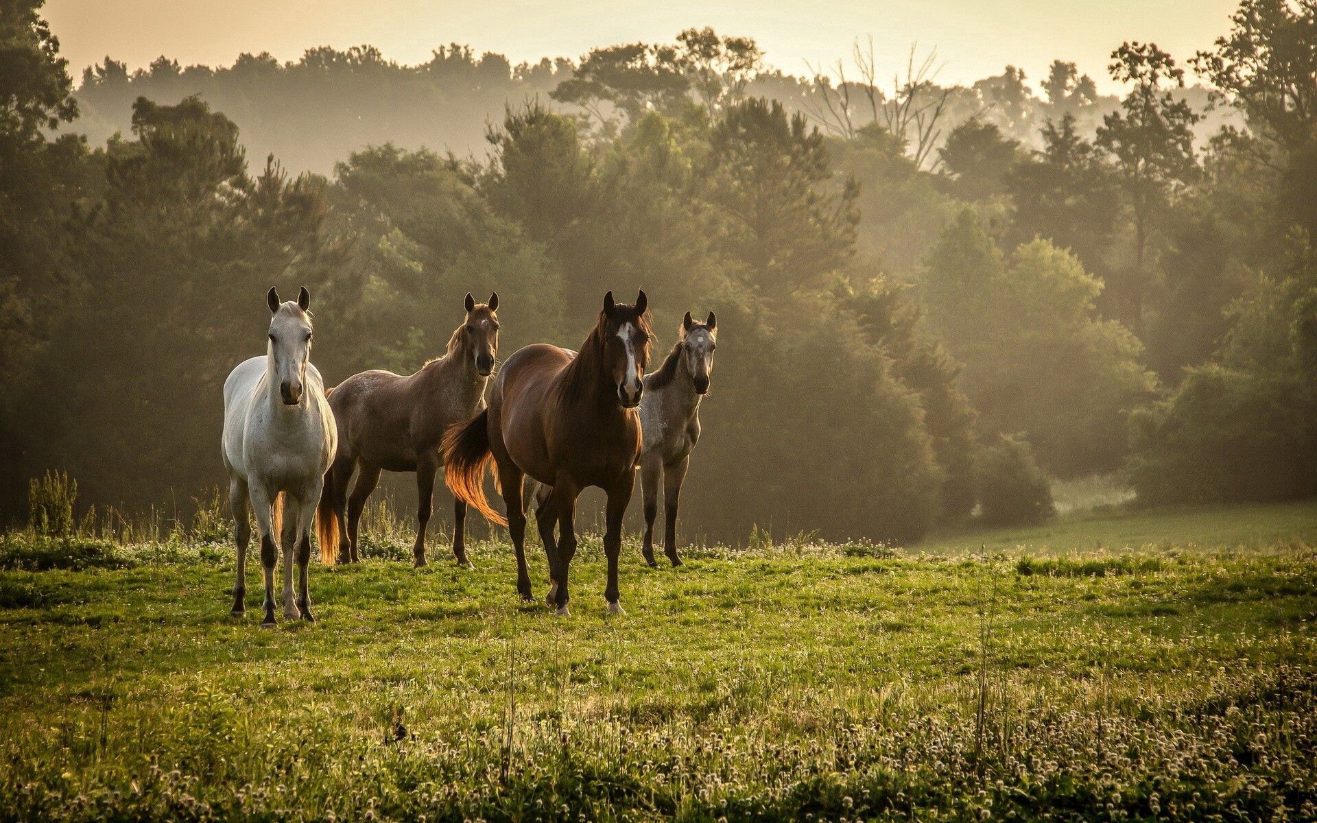 Four Horses, Misty Green Meadow, Morning Light, Desktop Background, HD