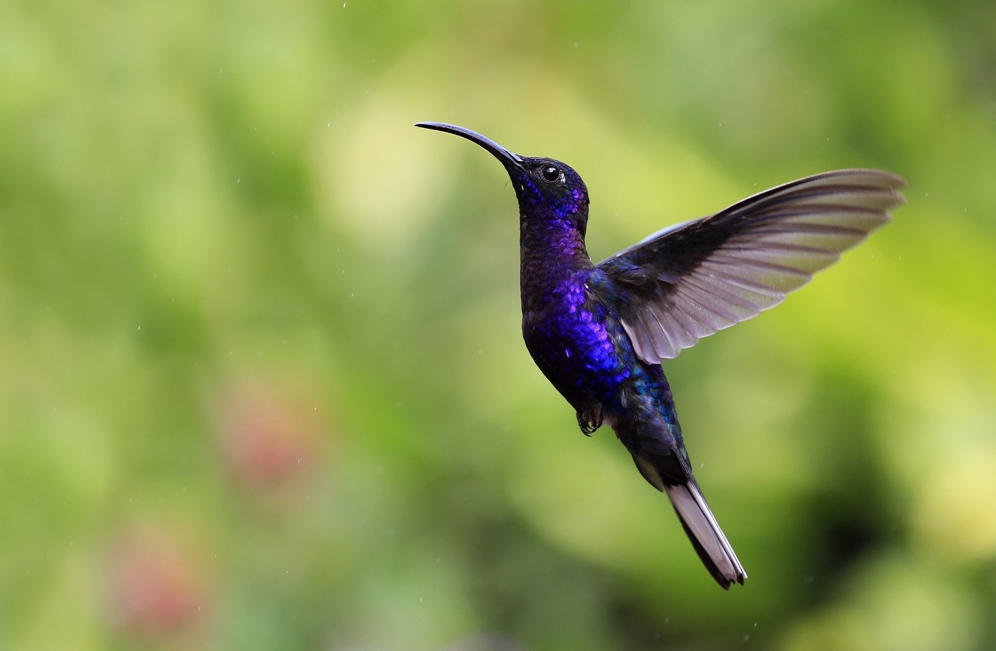 Violet Sabrewing, Hummingbirds Wallpaper, 2050x1340 HD Desktop