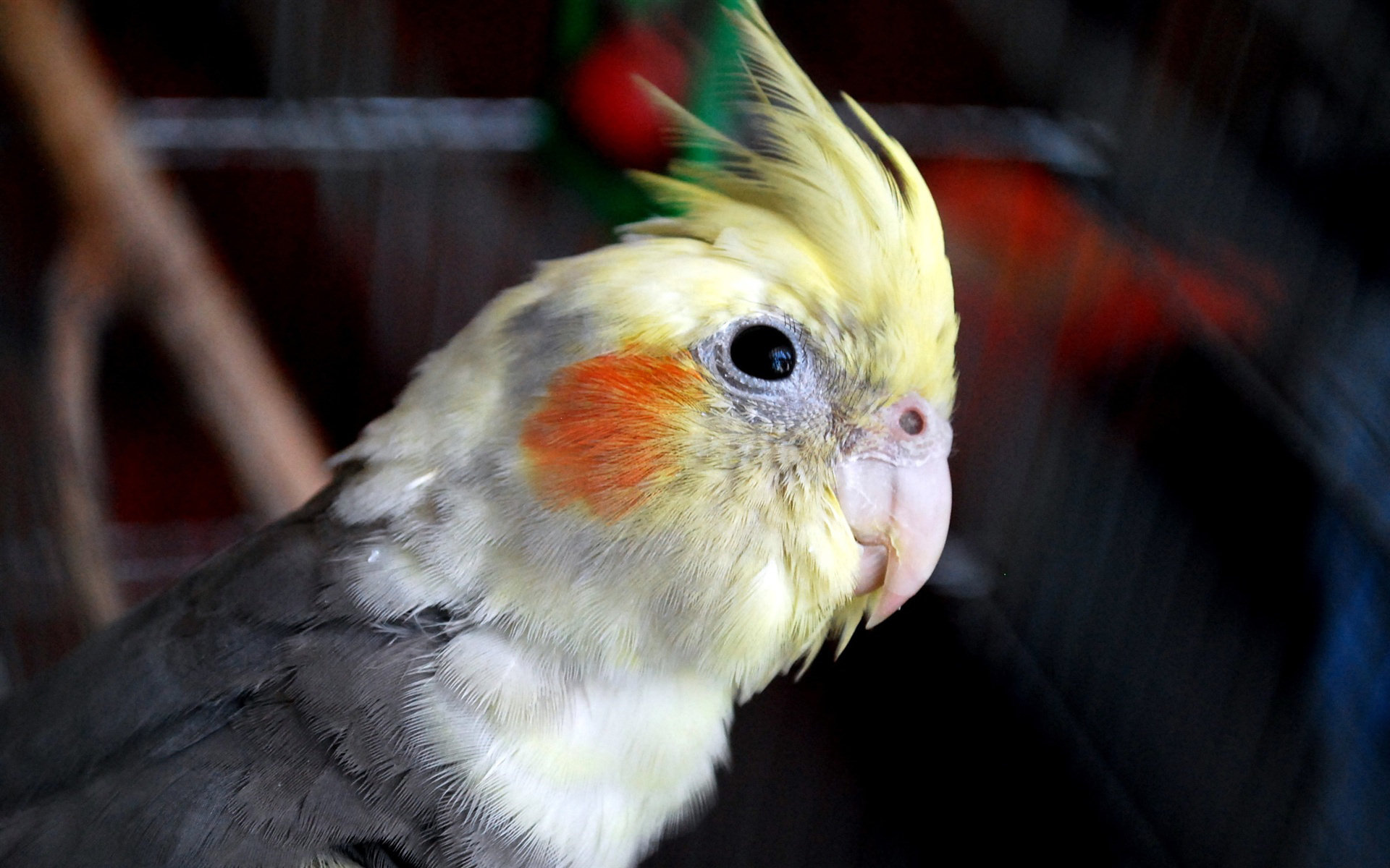 Cockatiel wallpapers, Feathered companions, Bird backgrounds, Avian beauty, 1920x1200 HD Desktop