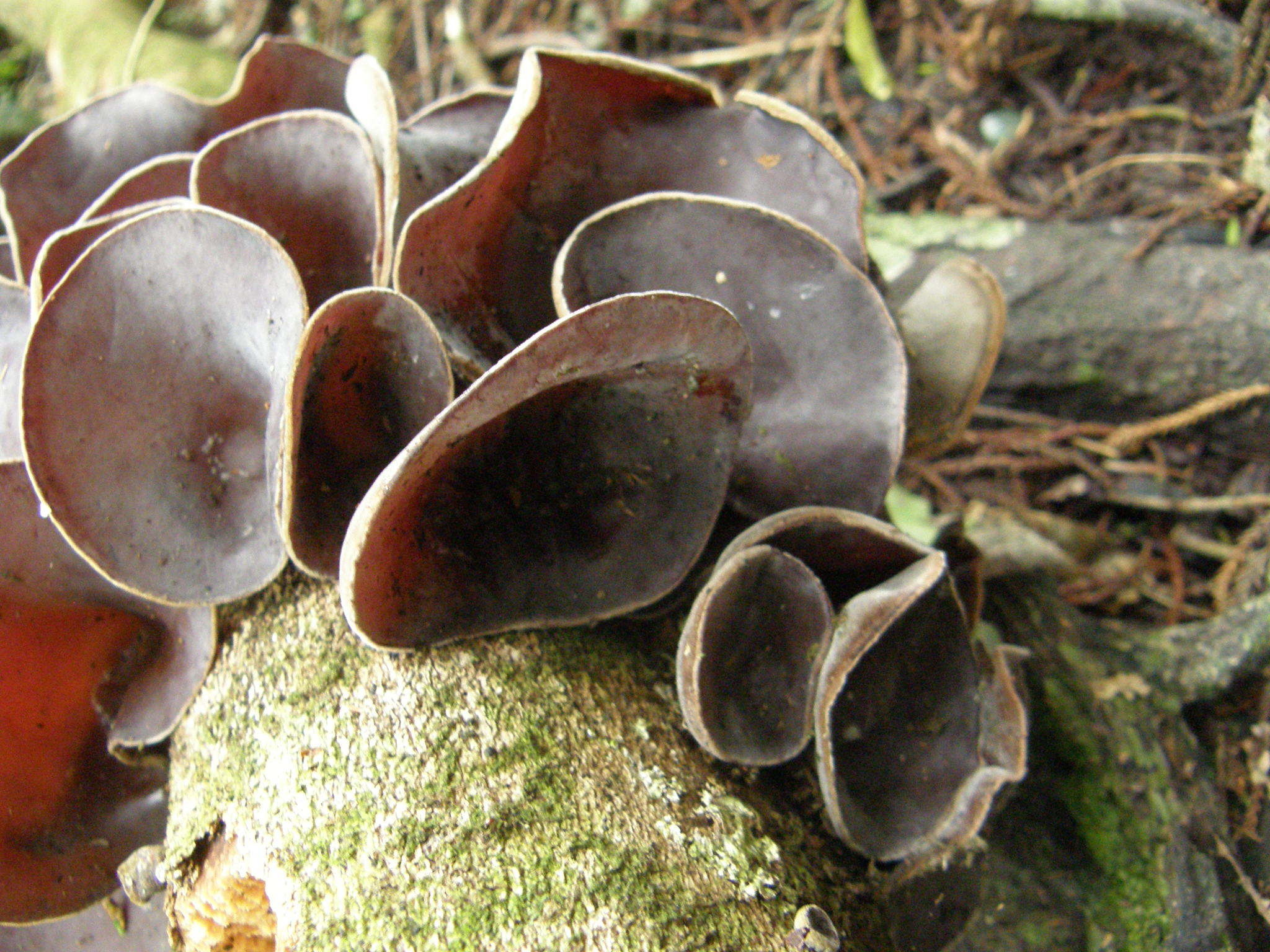 Ear fungus, Auricularia cornea, Inaturalist NZ, Food, 2050x1540 HD Desktop