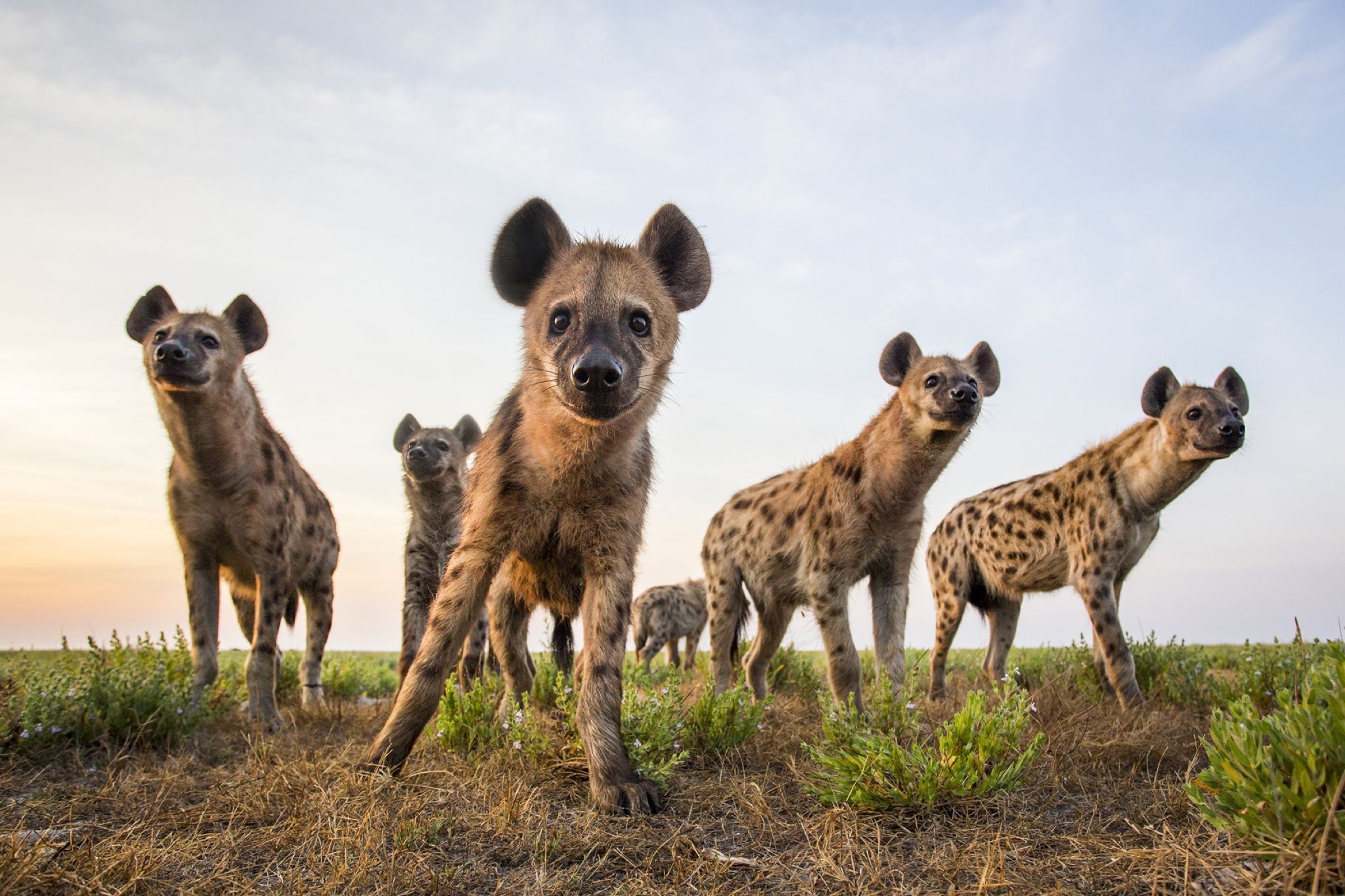 Hyena, Savanna Socialites, Biographic, 2400x1600 HD Desktop