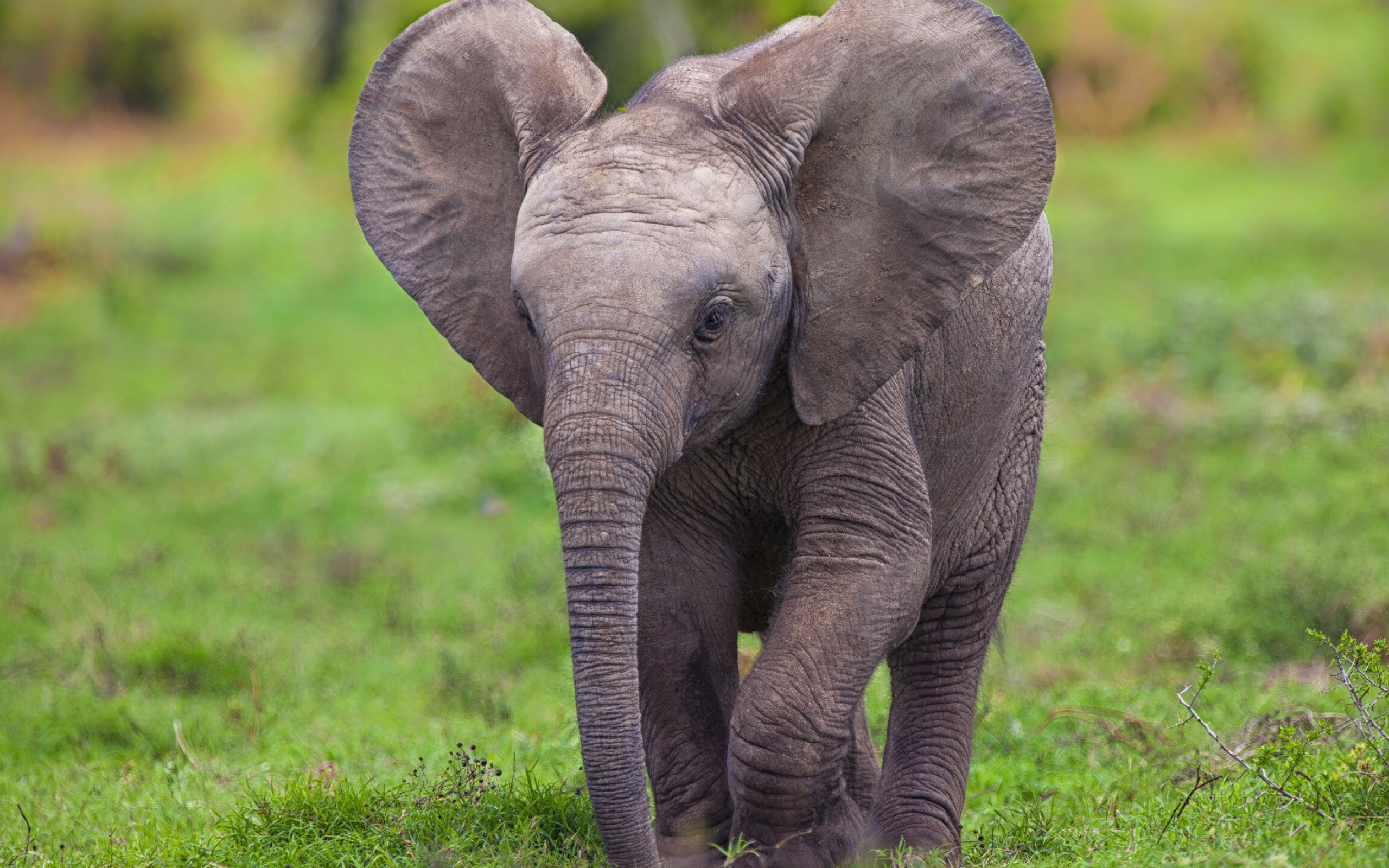 Elephant wallpaper, Wildlife photography, Majestic creatures, Animal backgrounds, 2560x1600 HD Desktop