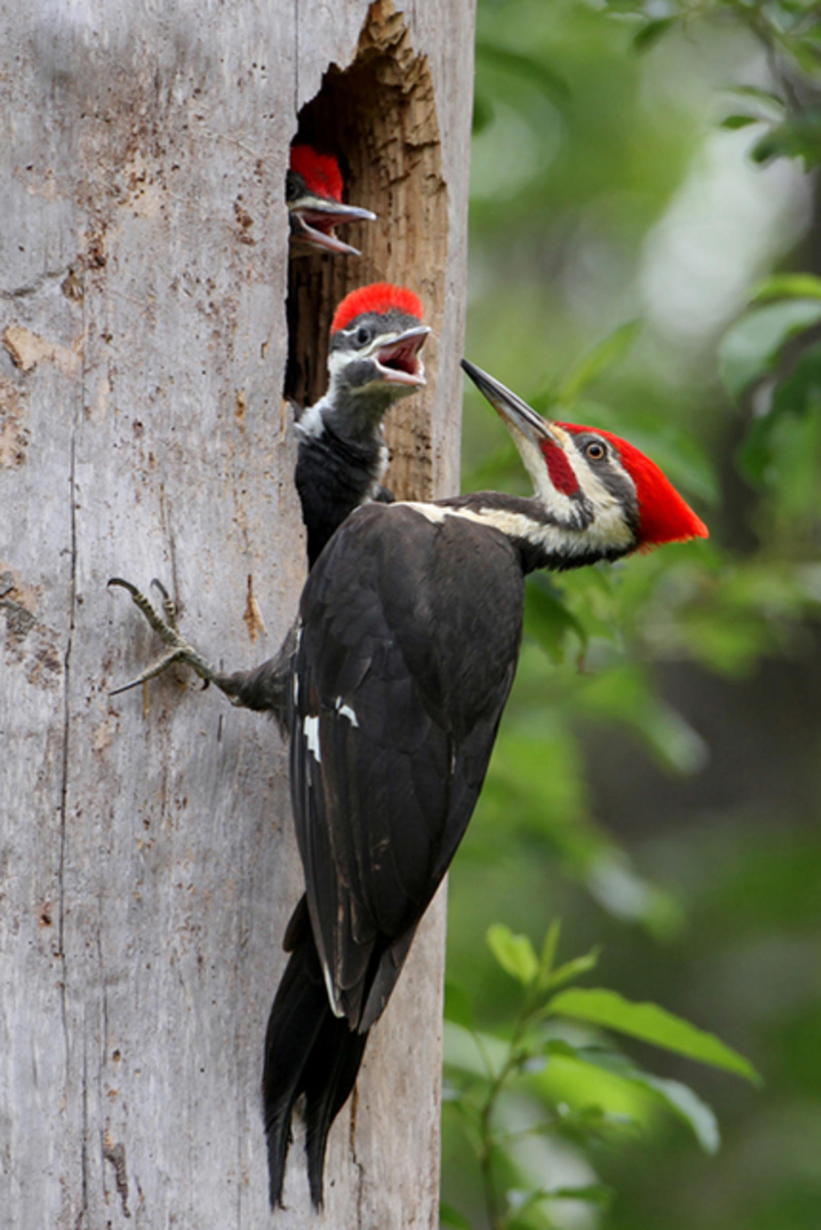 Mother and chicks, Woodpecker Wallpaper, 1600x2400 HD Phone