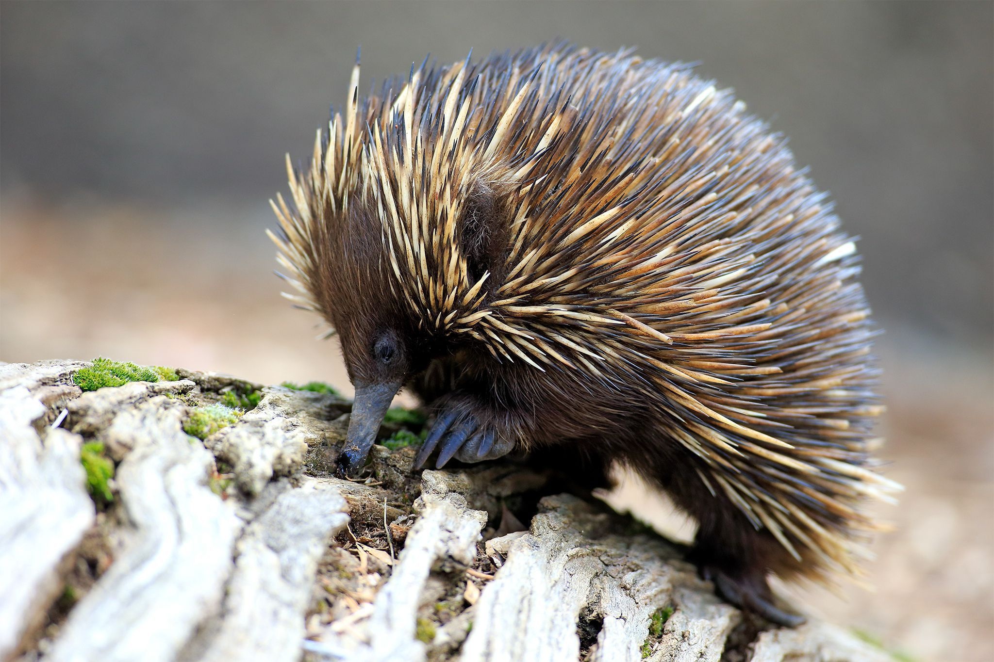 Echidna mobile wallpaper, Captivating image, Textured spines, WallpaperAccess, 2050x1370 HD Desktop