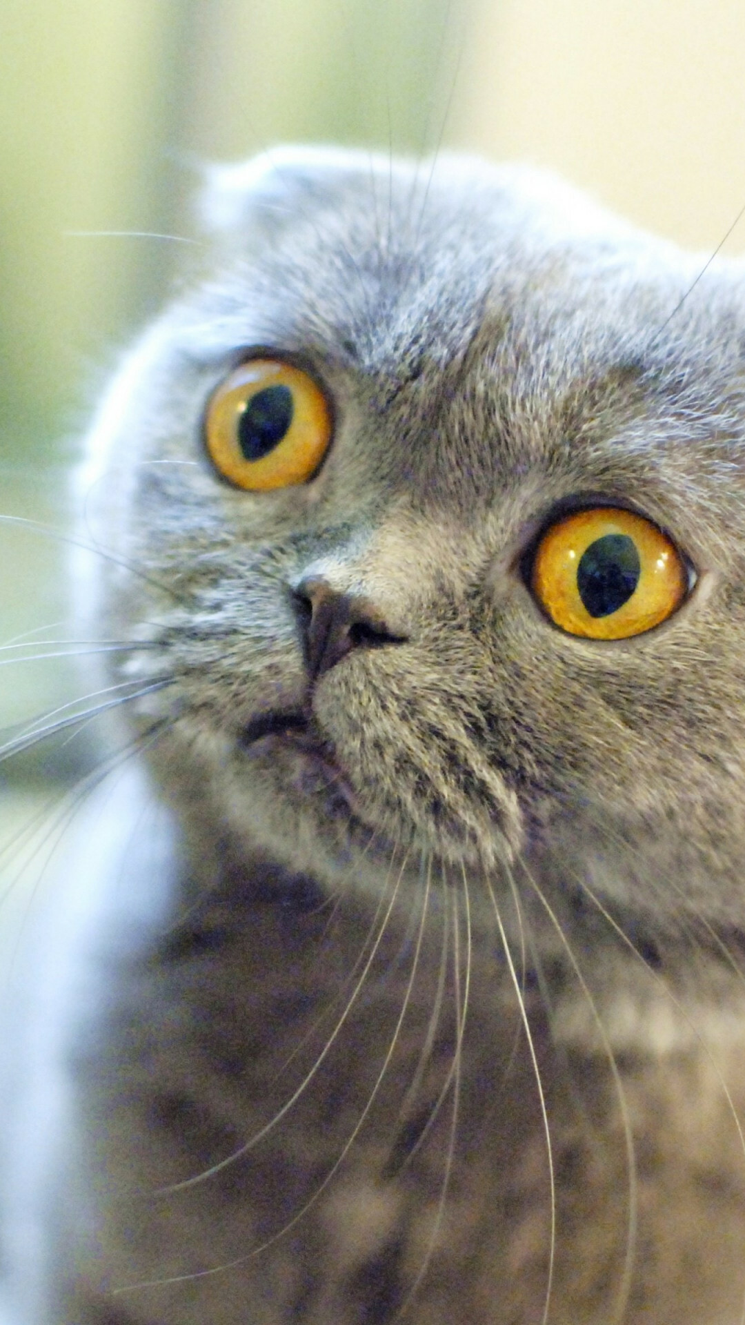 Scottish Fold, Wide wallpaper, Baltana, HD, 1080x1920 Full HD Phone