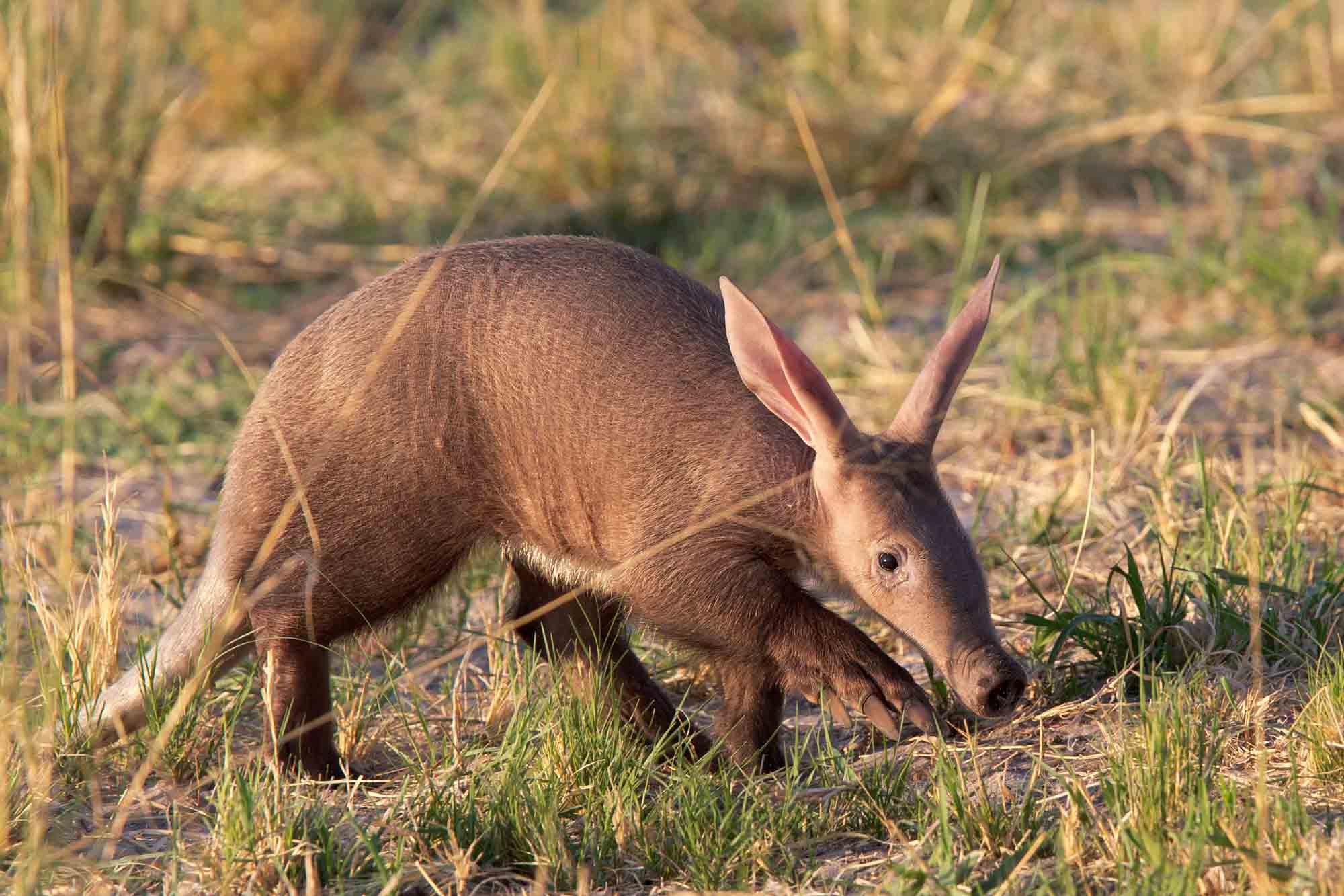 Aardvark, Lifestyle, Diet, Wildlife, 2000x1340 HD Desktop