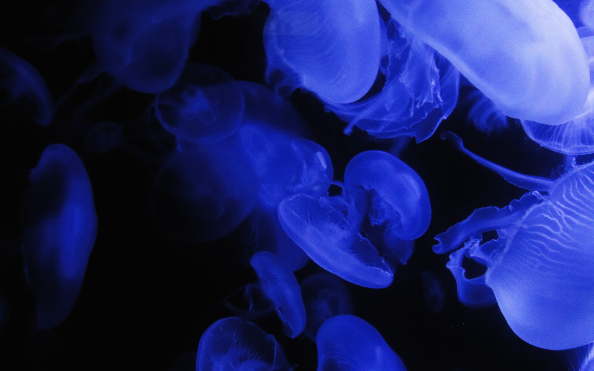 Blue glow jellyfish, Widescreen HD image, Captivating wallpaper, Aquatic delight, 1920x1200 HD Desktop