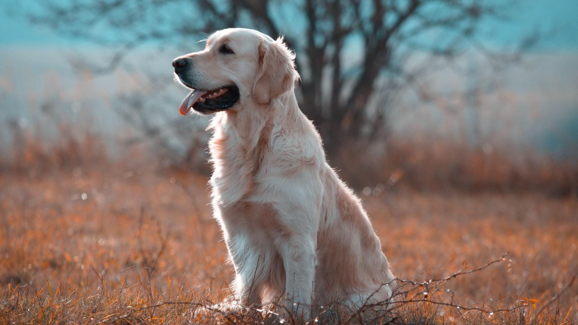 Akbash Dog, Labrador wallpapers, Labrador backgrounds, Labrador Retriever, 1920x1080 Full HD Desktop