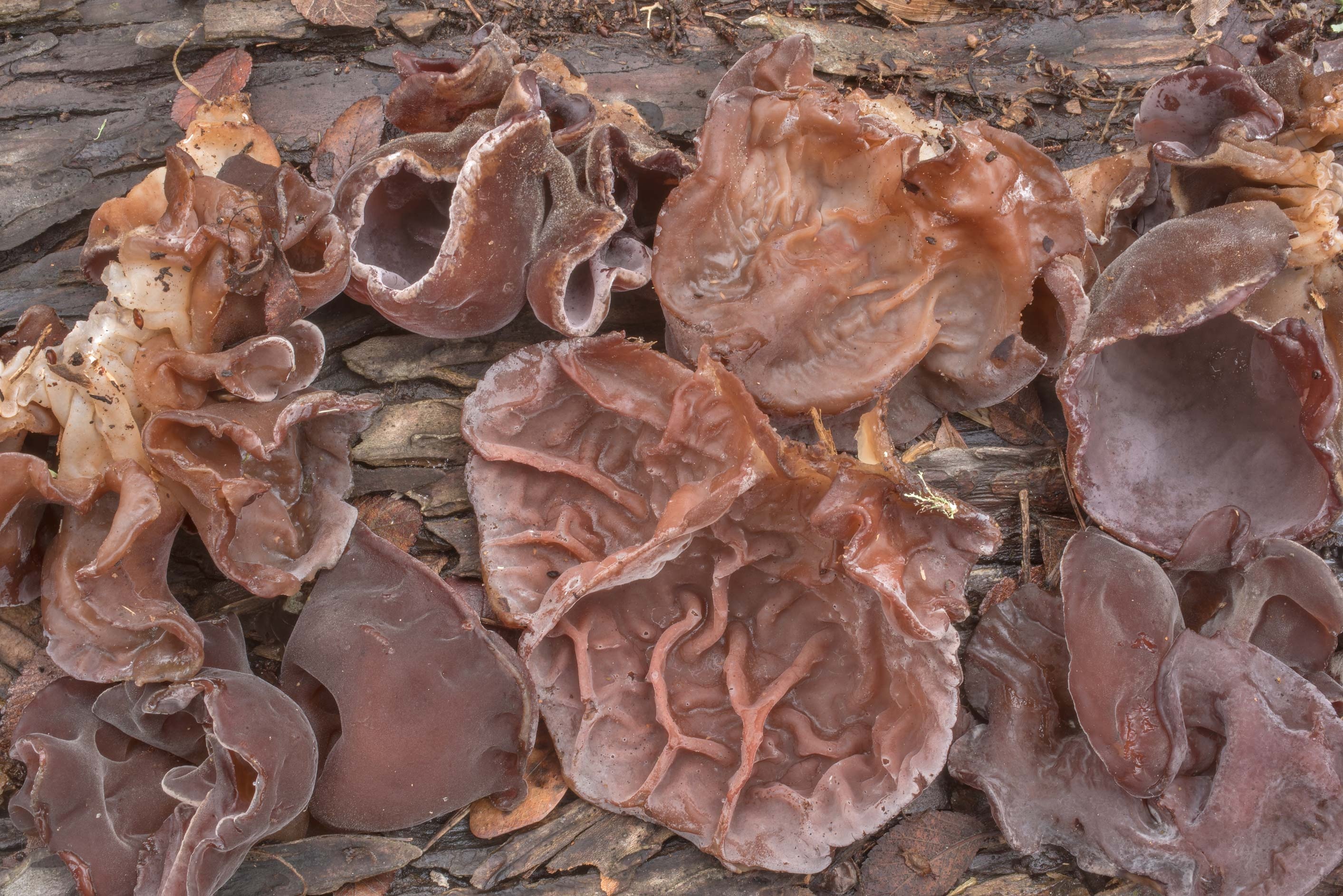 Large wood ear mushrooms, Park college station Texas, Slideshow, Food, 2830x1890 HD Desktop