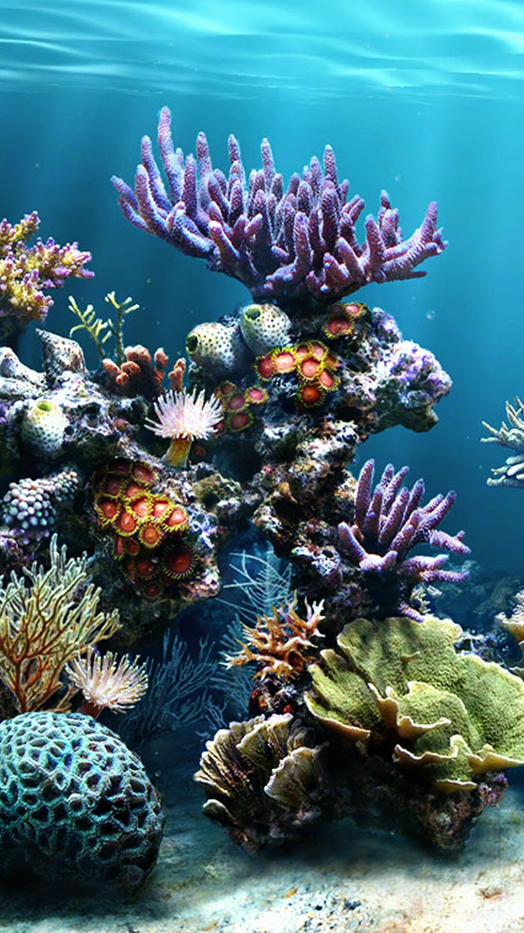 Coral reef iPhone wallpapers, Top free, Coral reef iPhone backgrounds, 1080x1920 Full HD Phone