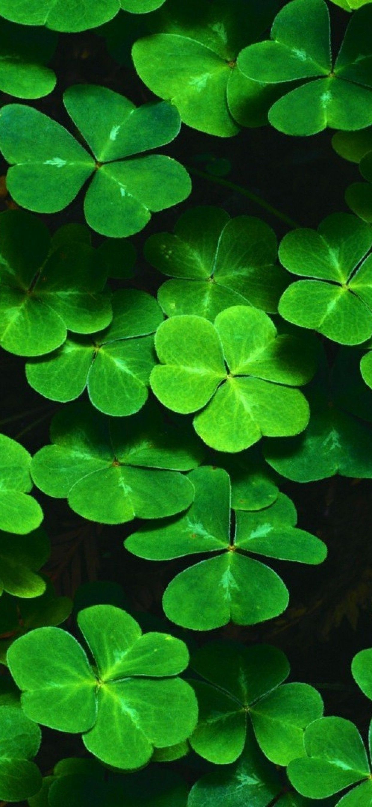 Irish Shamrock, Cute shamrocks, Playful wallpapers, Lucky charm, 1250x2690 HD Phone